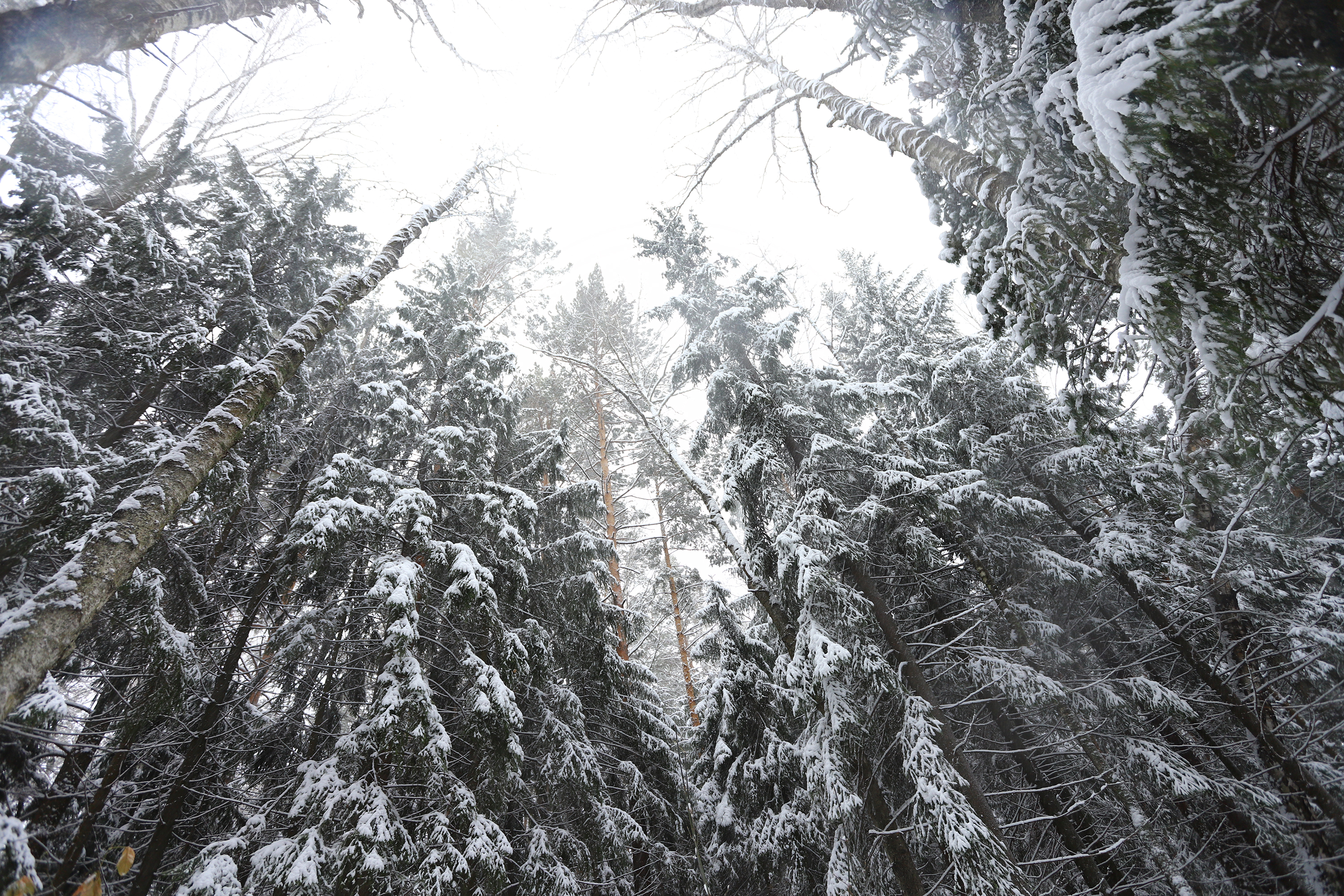 beauty, karakan, western siberia, flora, ice, scenic, branch, trees, beautiful, fairytale, season, wood, nobody, natural, winter wonderland, snowstorm, tree, frozen, background, snow, covered, forest, pine, cold, scenery, karakansky, ecology, karakan reli, Беловодченко Антон