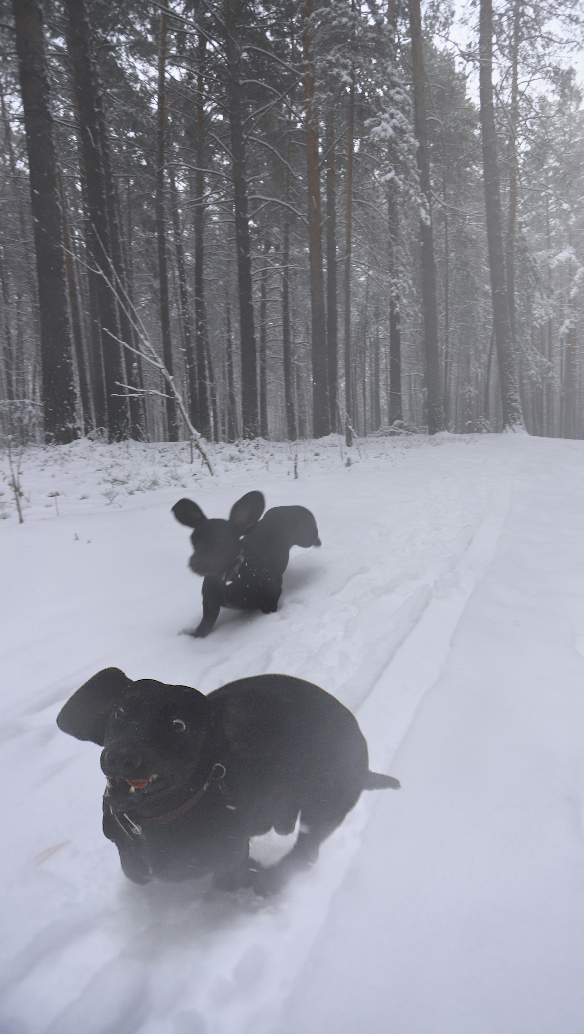 black, dachshund, frozen, looking, ice, season, snowy, tree, motion, weather, day, fur, doggy, pedigree, run, funny, active, puppy, walk, frost, mammal, friend, playful, outdoors, outside, adorable, purebred, background, beautiful, park, fun, young, domes, Беловодченко Антон