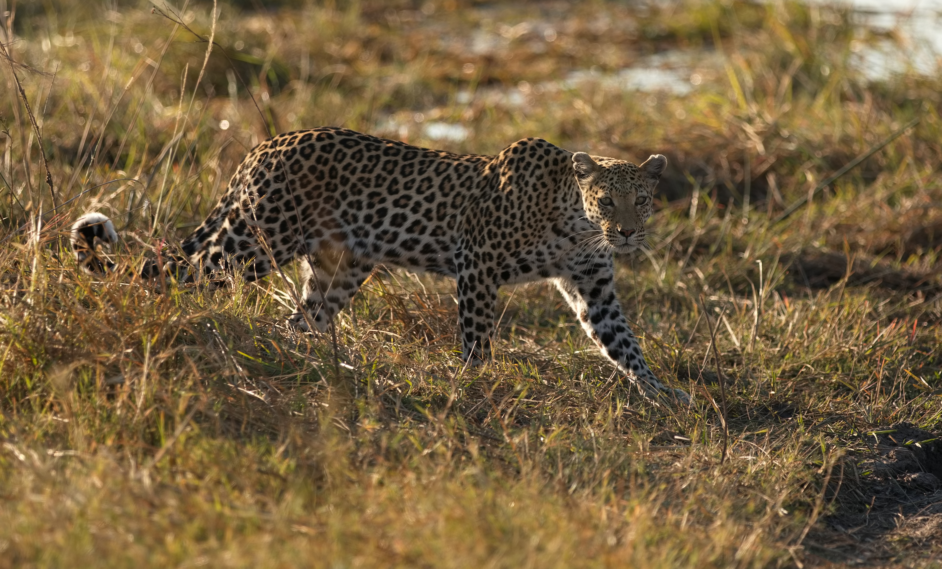 , Игорь Щербаков