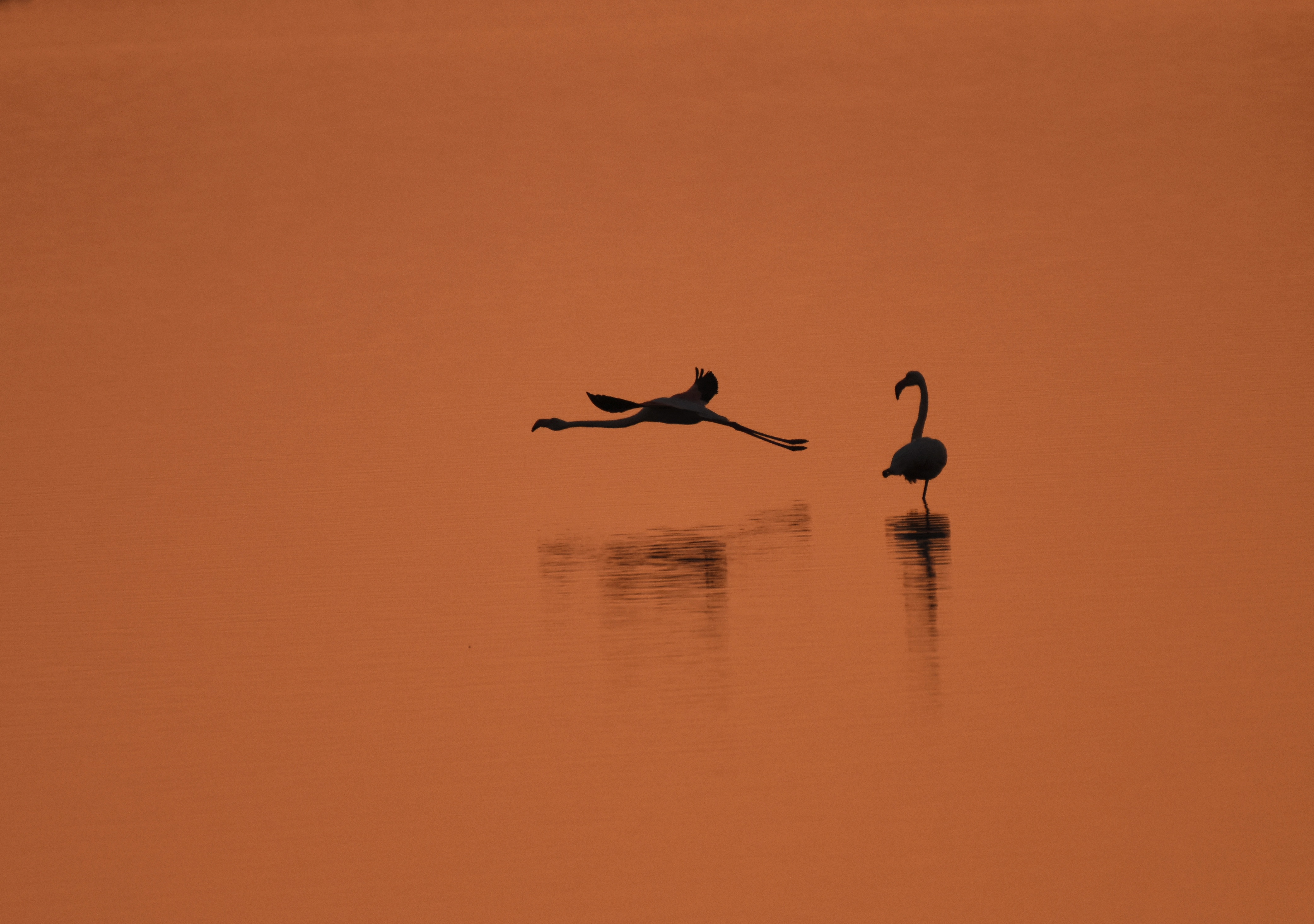 , Герчев Николай