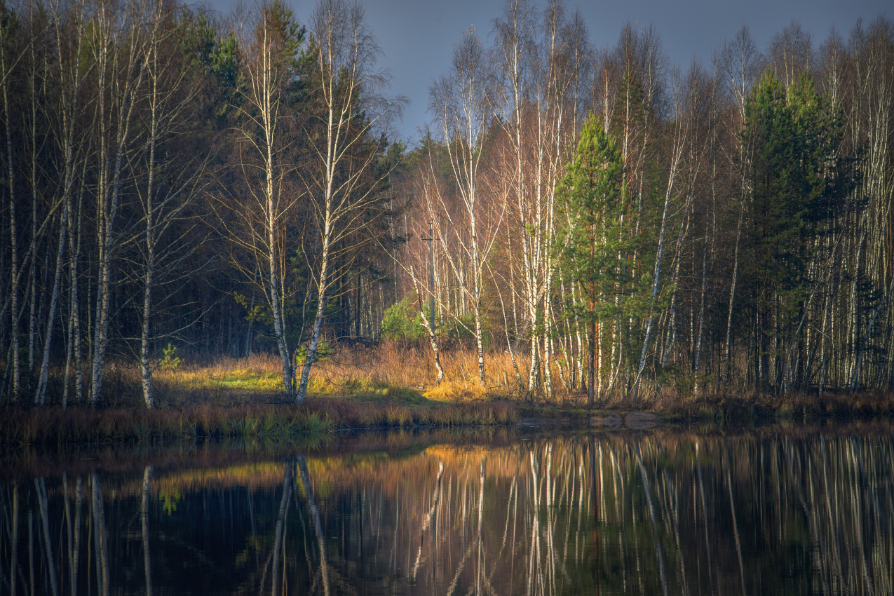 ноябрь черная порза серково, Алексеев Дмитрий