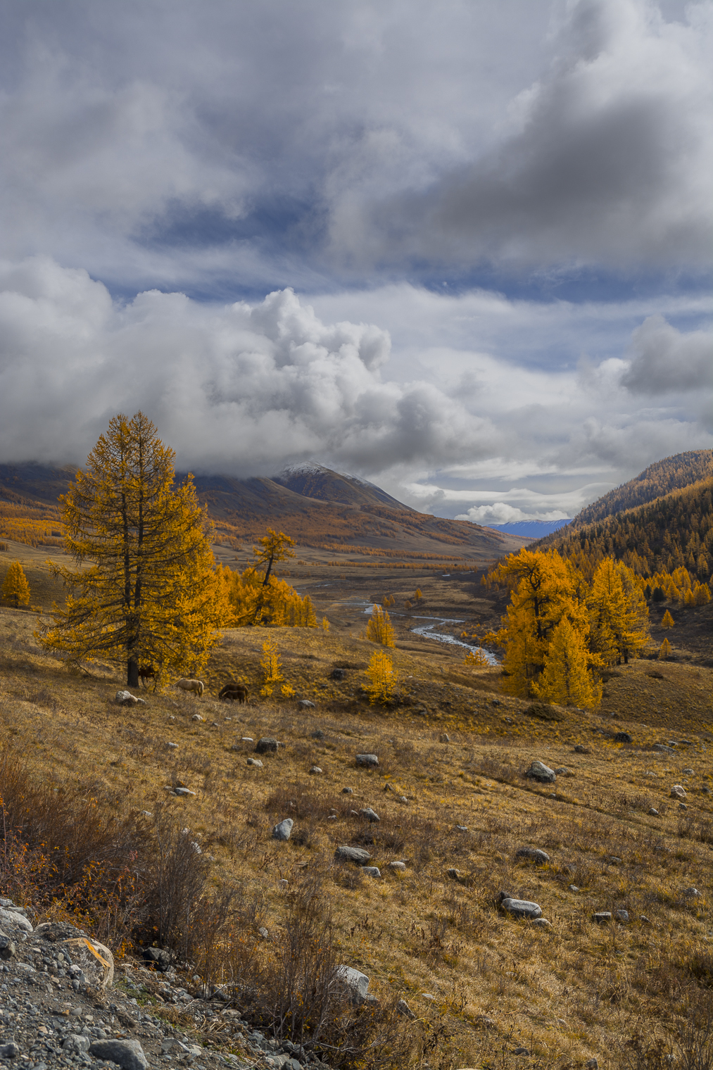 россия, горный алтай,осень,утро, Андрей Поляков