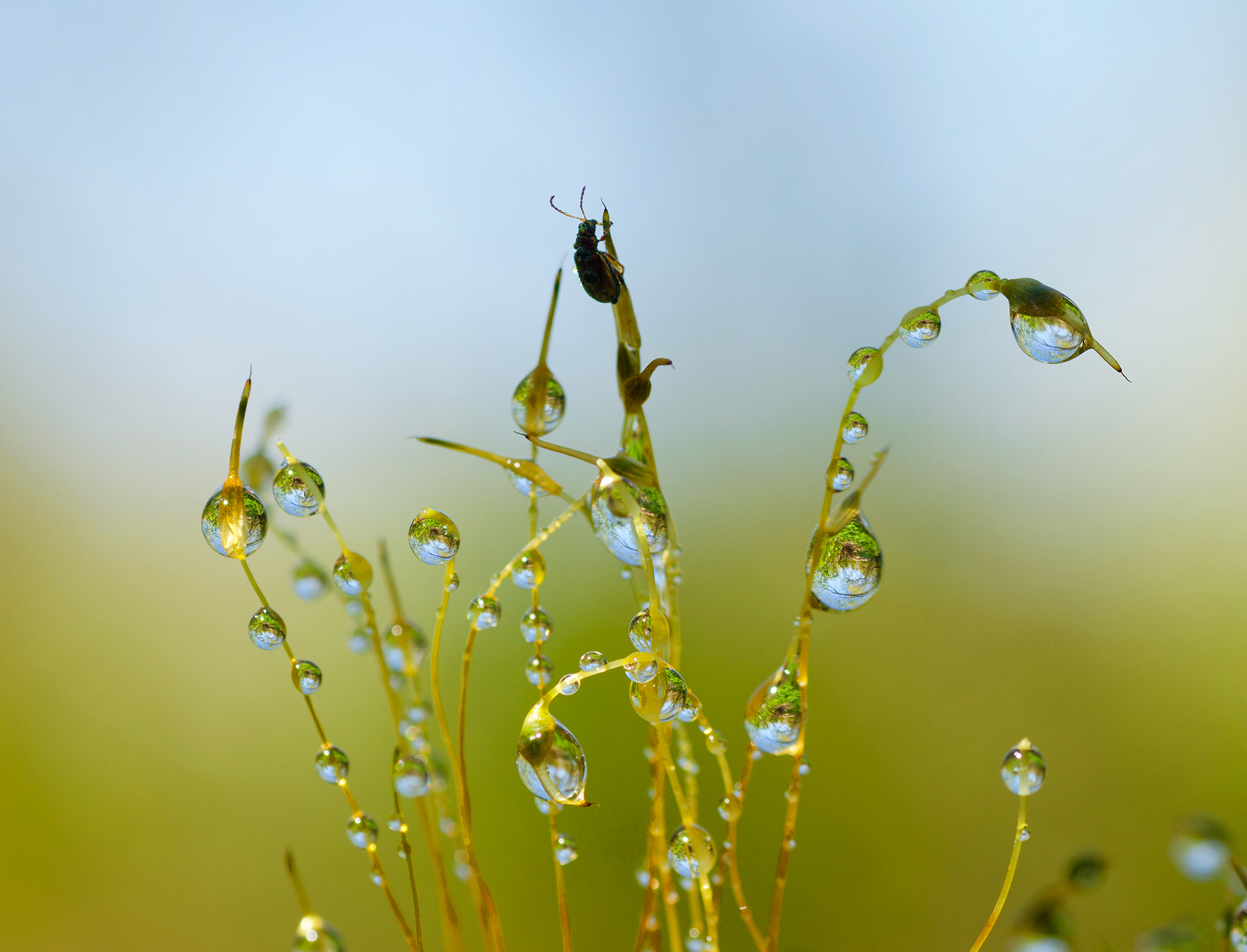 Роса , капли , макро, жук, Kudryavtsev Pavel