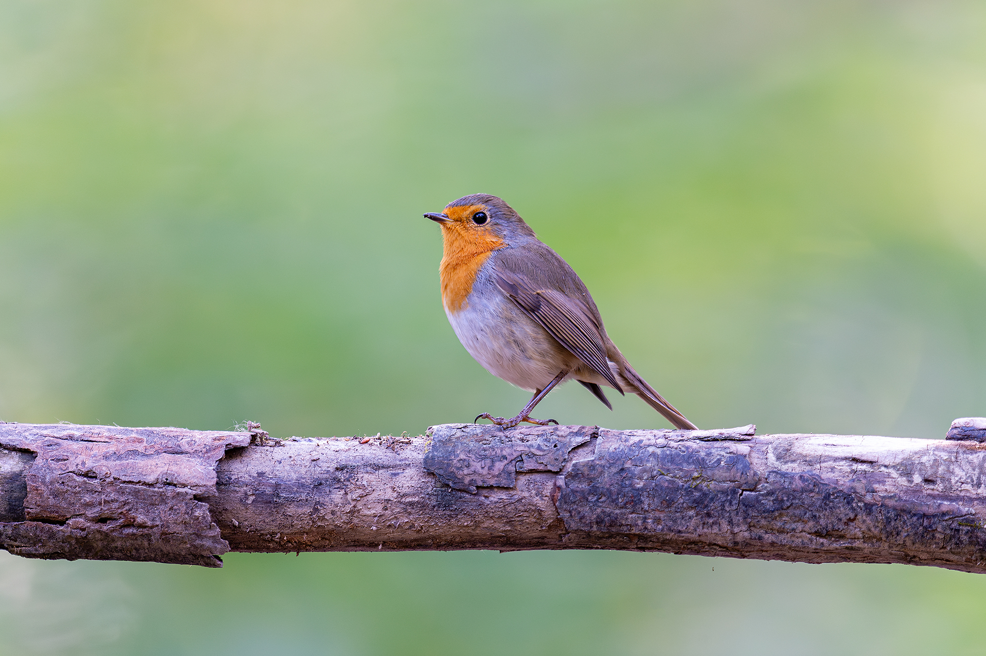 , Ангелов Андрей