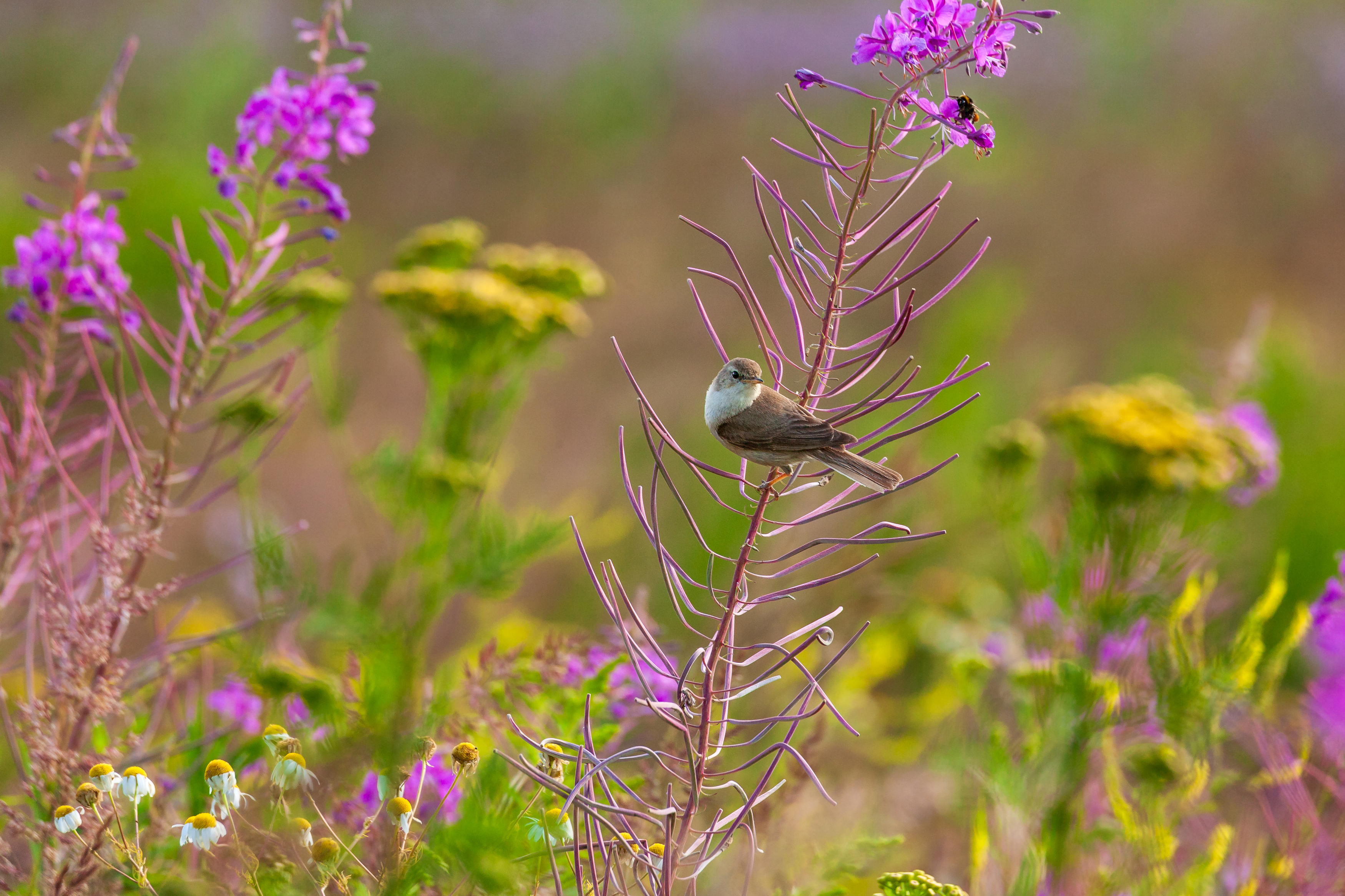 птицы, поле, цветы, природа, 5d, северная бормотушка, москва, Сергей Савельев