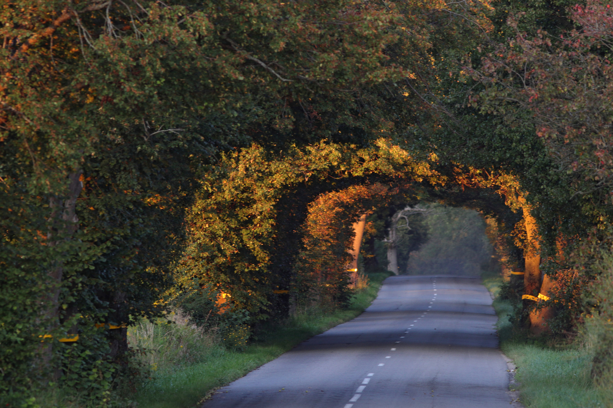 дорога, вечер, закат, деревья, калининградская область, Бондаренко Георгий