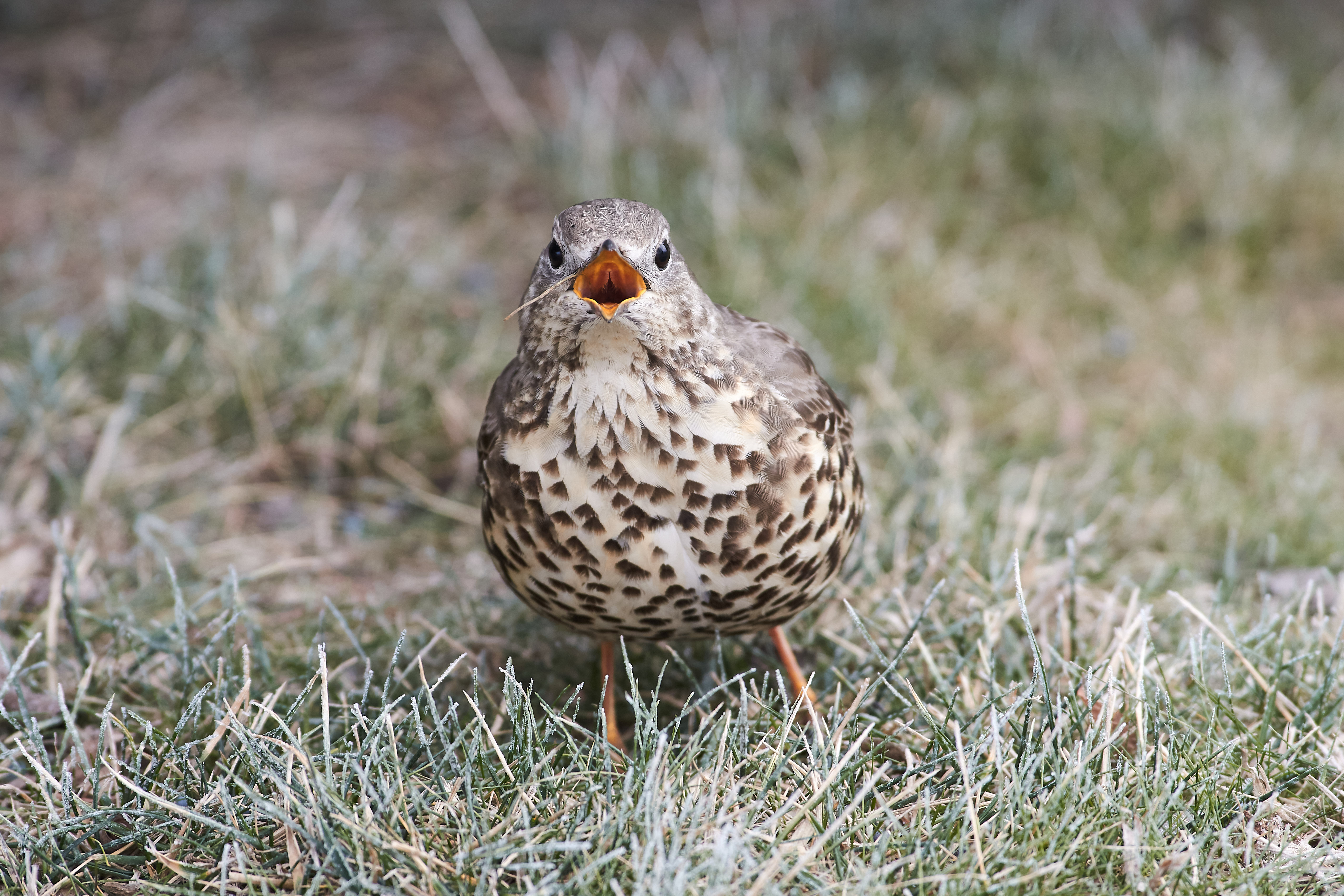 деряба, Turdus viscivorus, , Павел Сторчилов