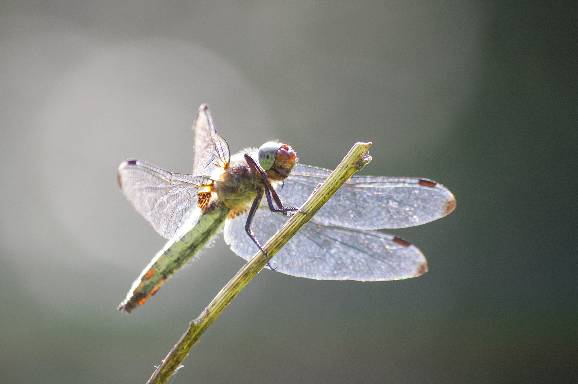 стрекоза, стрекоза кроваво-красная, сжатобрюх кроваво-красный, стрекоза кровяная, sympetrum sanguineum, КарОл
