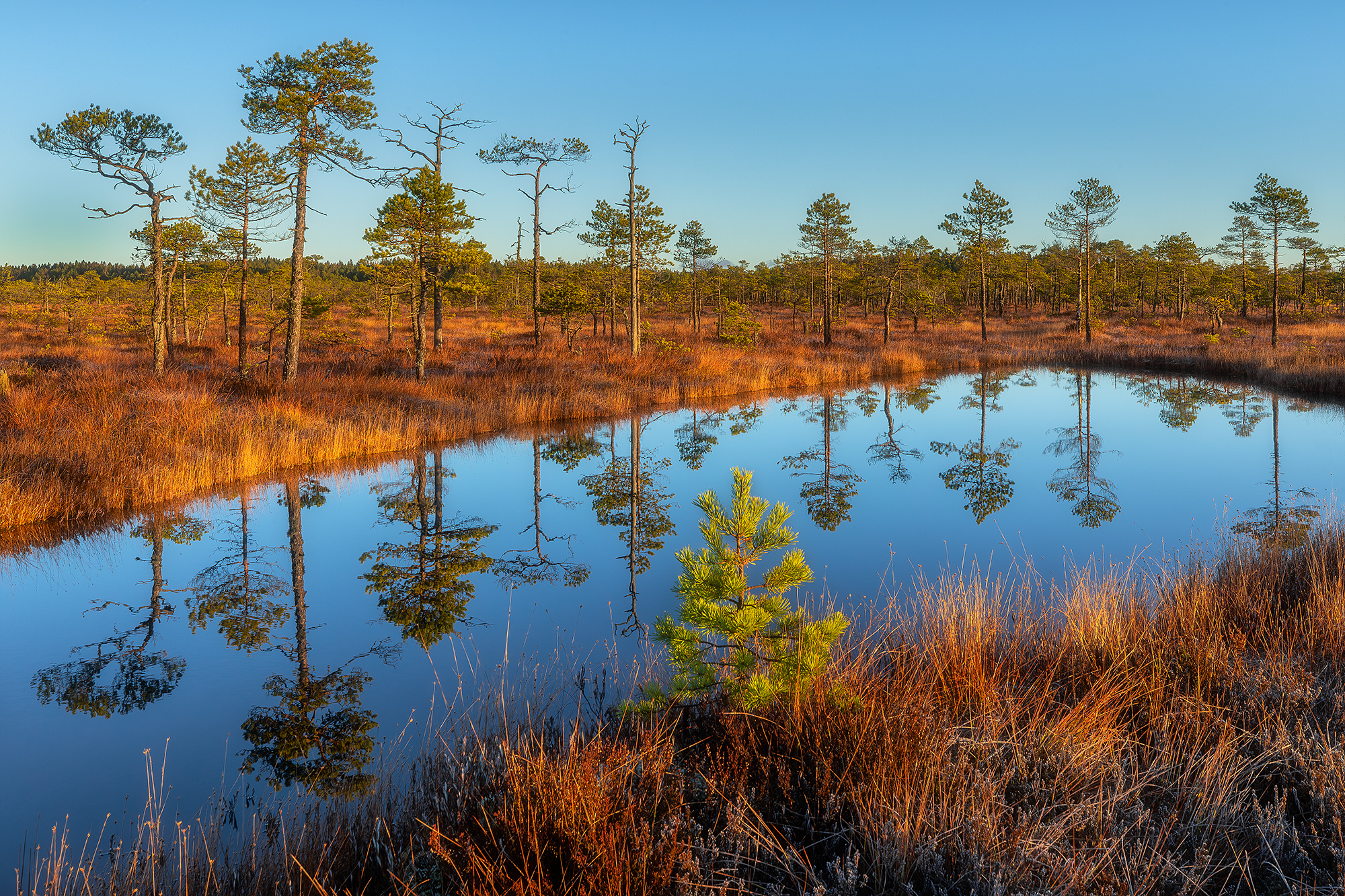 болото, утро, рассвет, природа, пейзаж, мухино, мухинское болото, пруд, ленинградская область,, Alexander Pashenichev