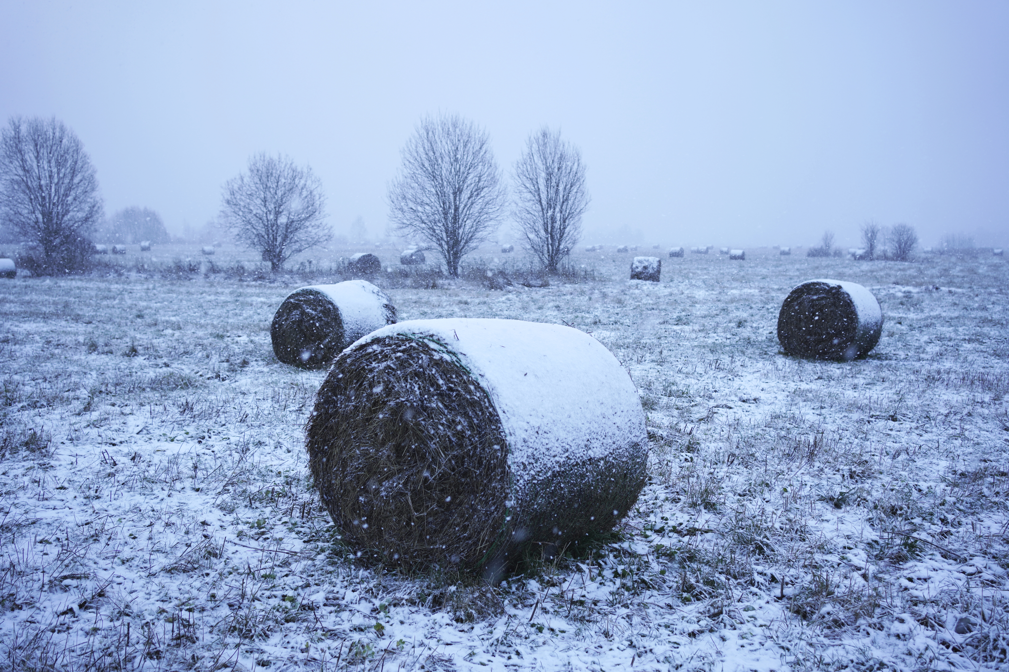 , Алёна Таланова