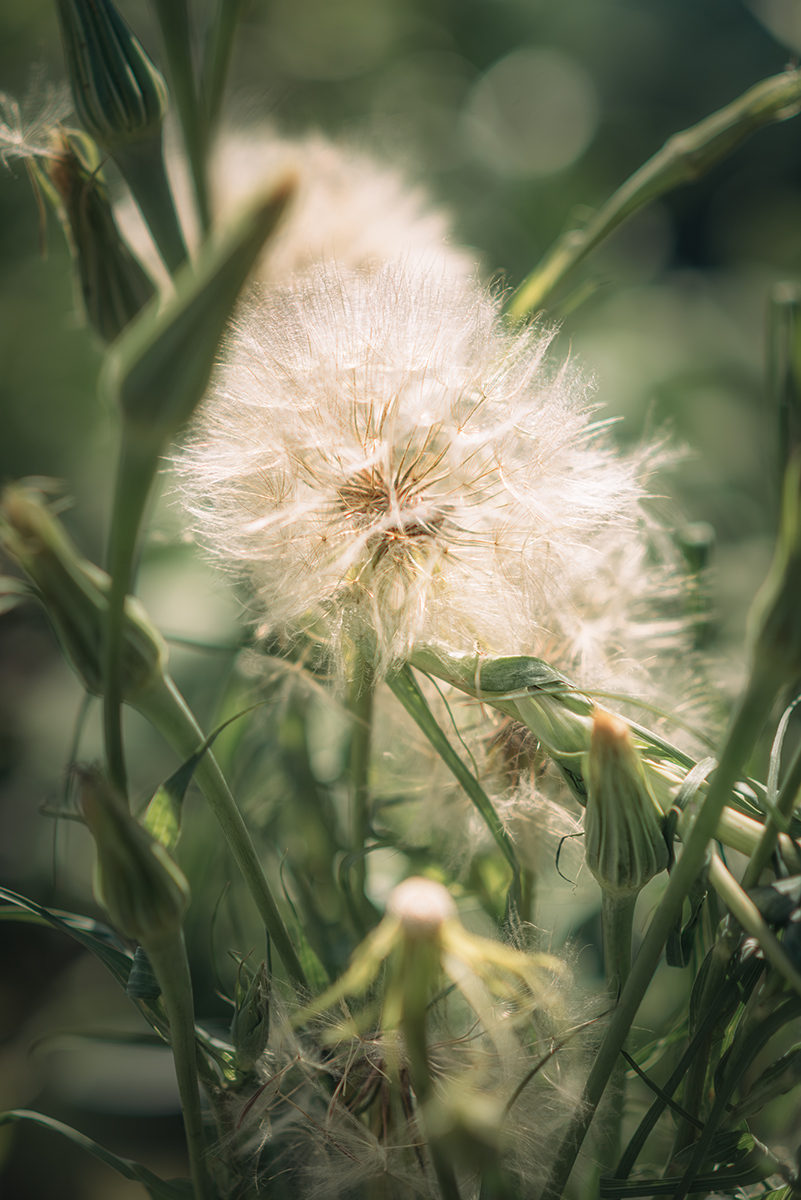 одуванчик, большой одуванчик,  Мария