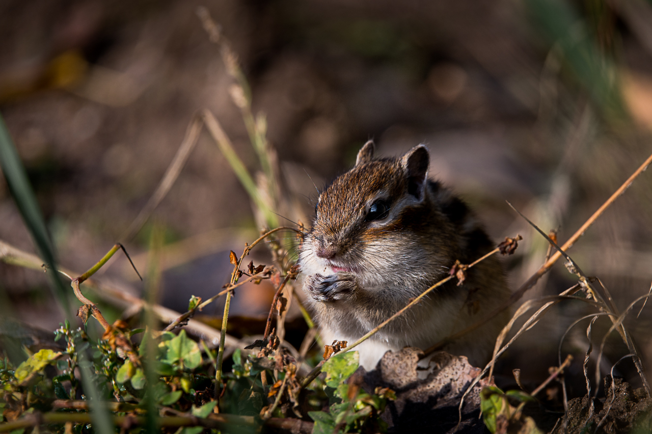 бурундук, грызун, Anton