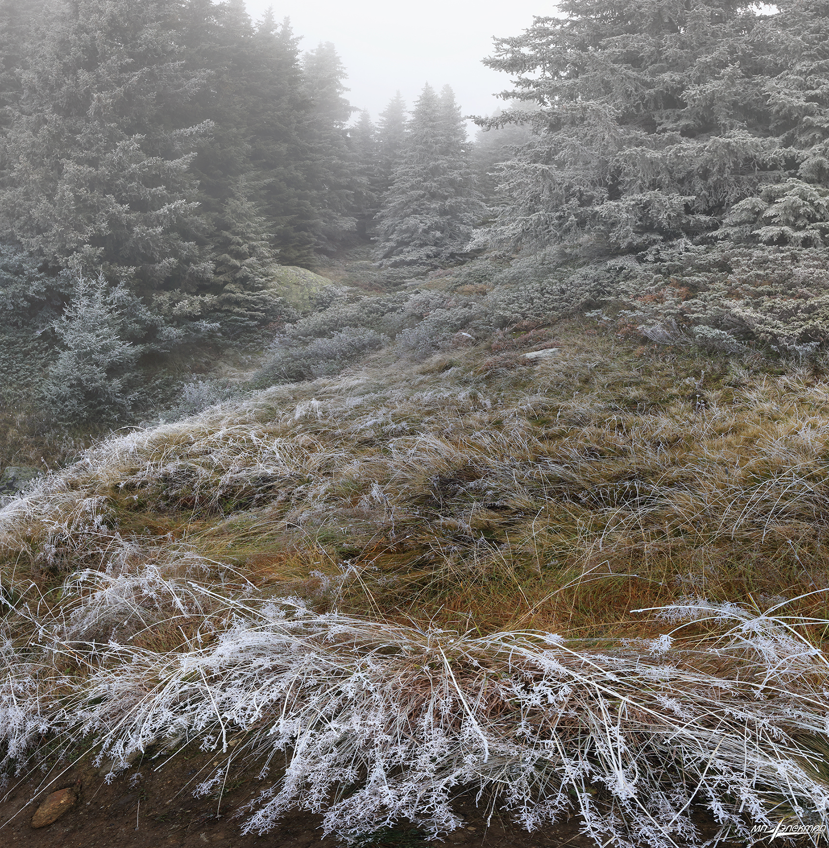swiss, Матвеев Николай