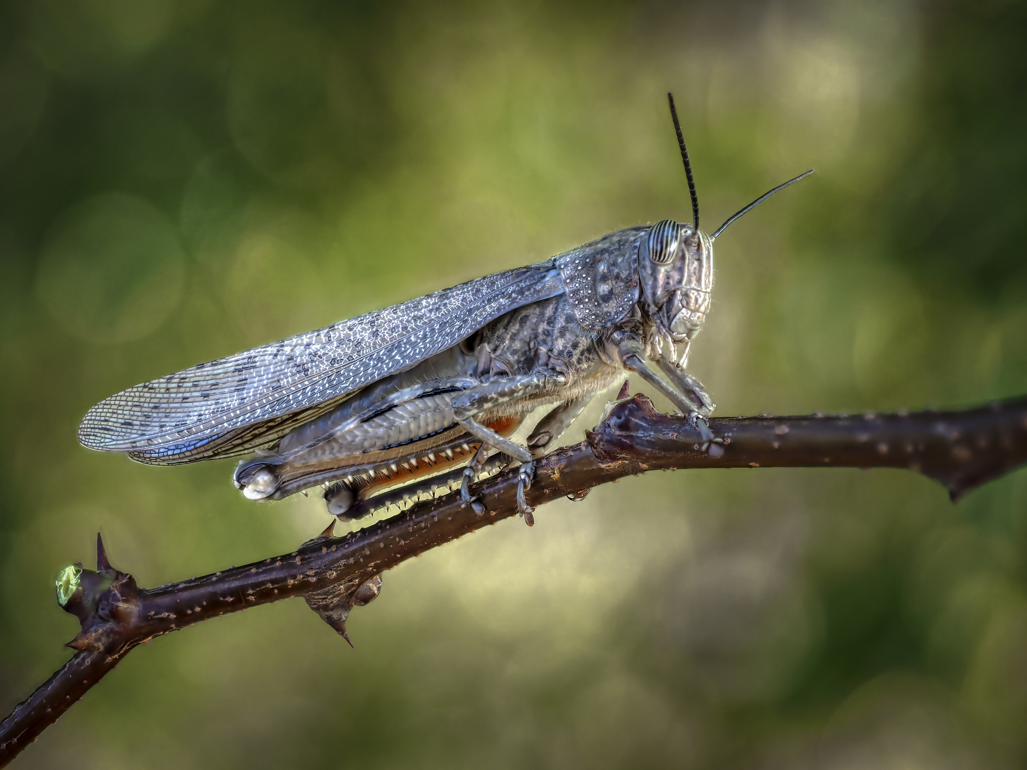 , Олег Савицкий