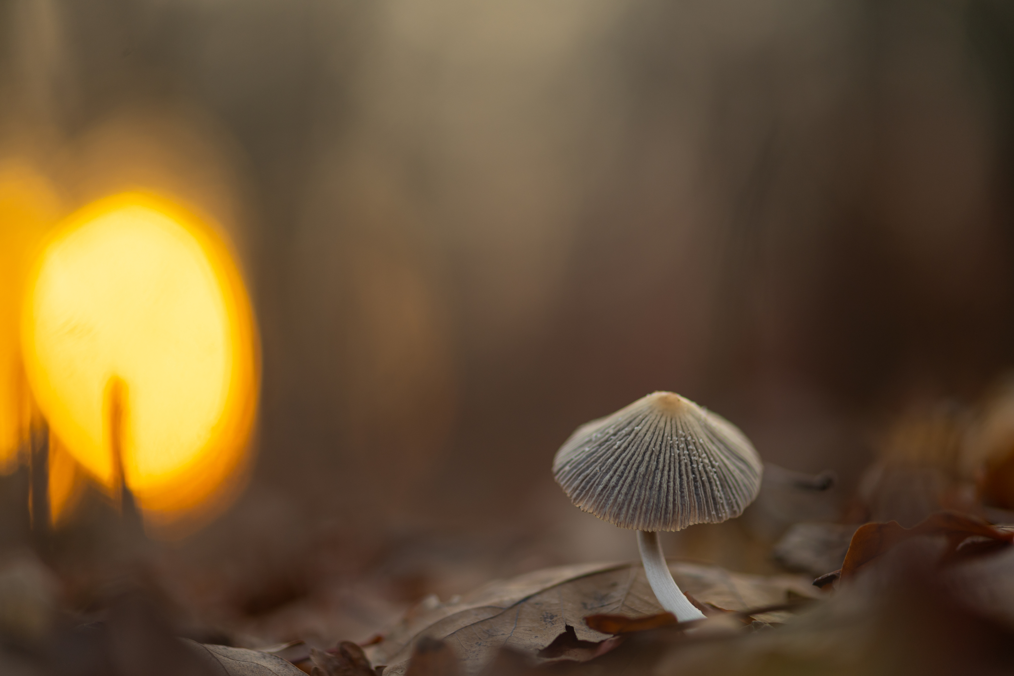 , Викулов Николай