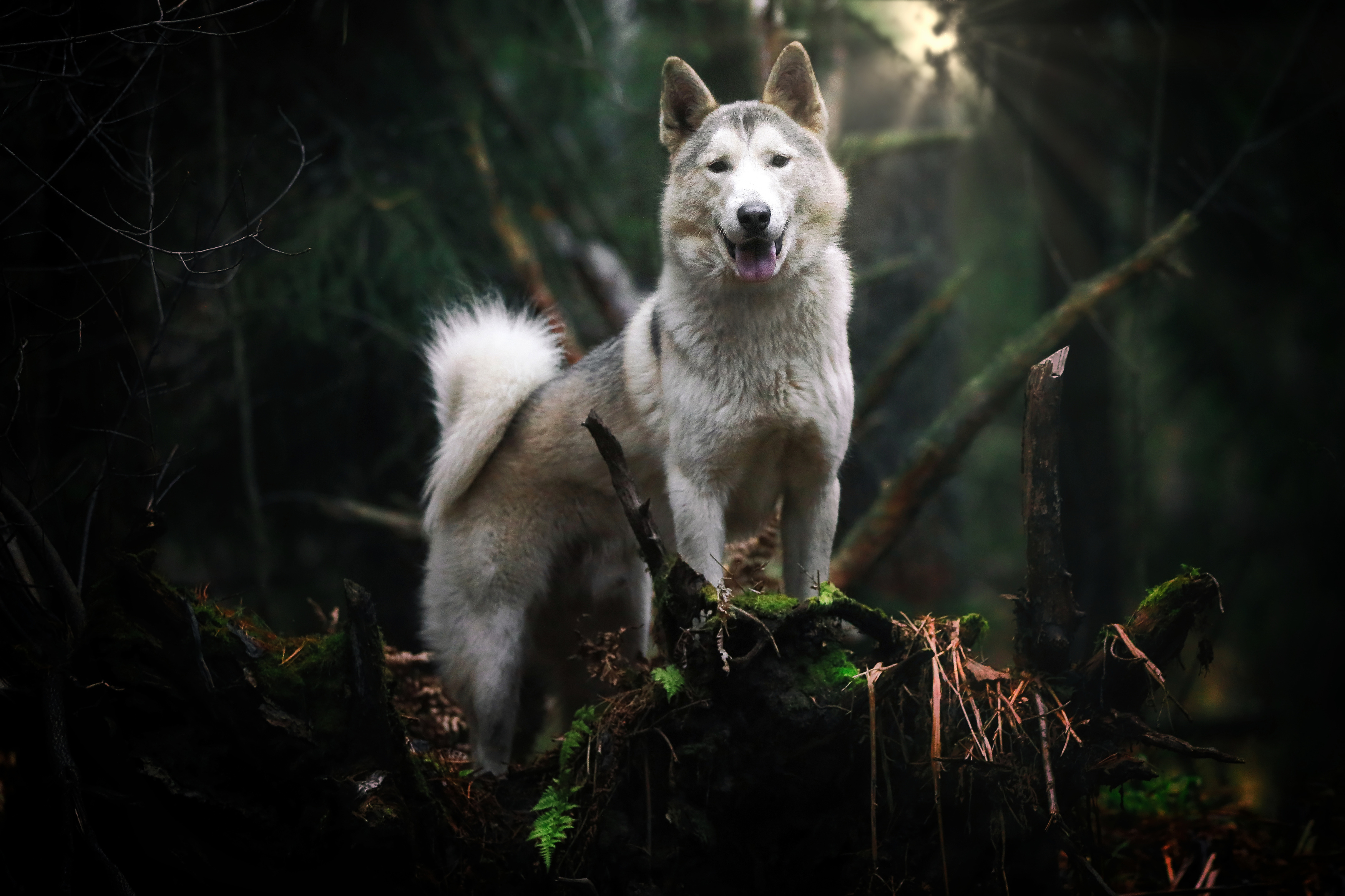 , Андрей Ершов