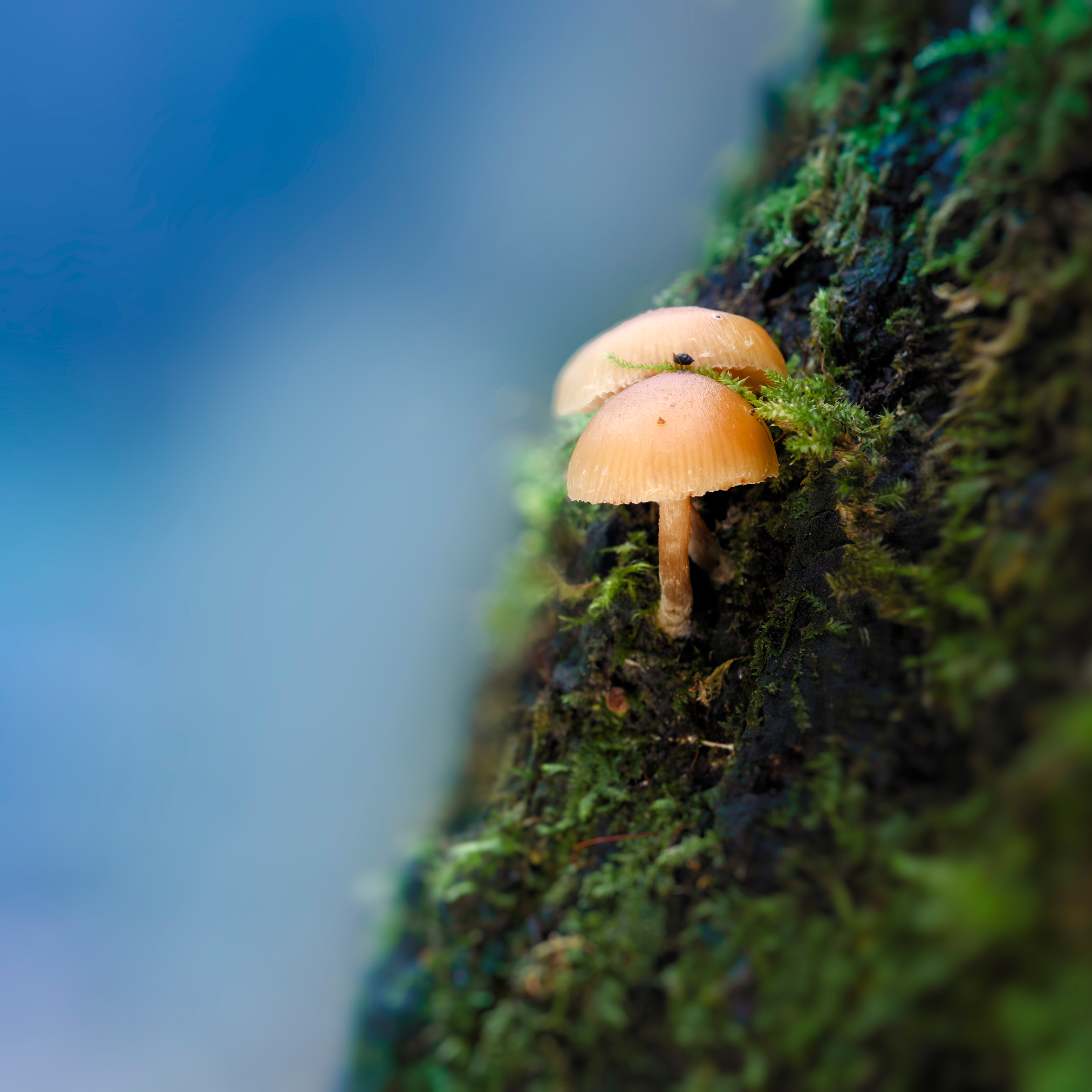 грибы, Валерий Вождаев