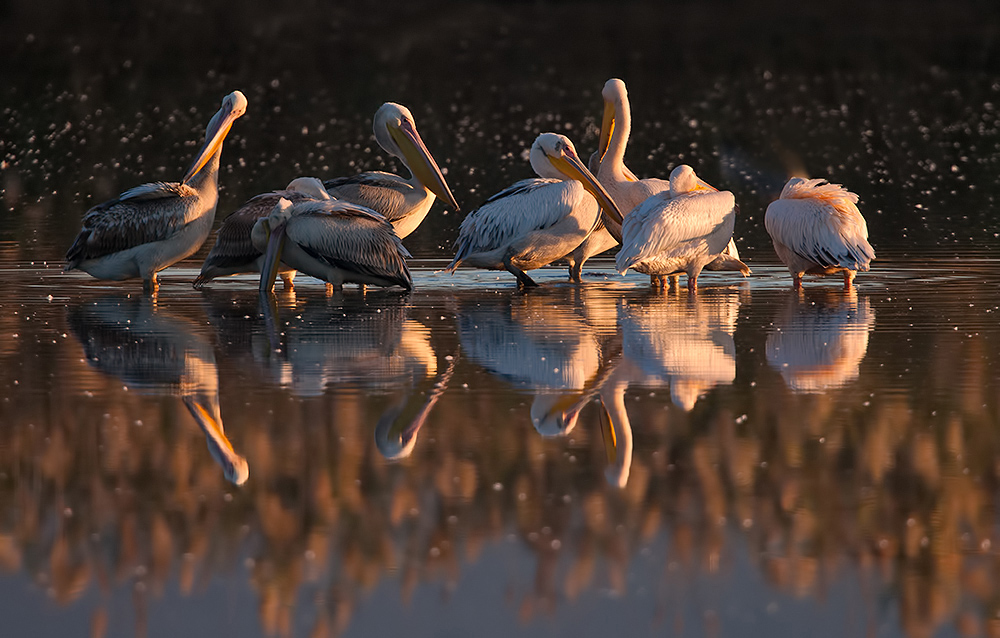 пеликан, pelicans, израиль,перелетные птицы, миграция, хула, долина хула,  white pelicans, pelecanus,пеликаны, Etkind Elizabeth