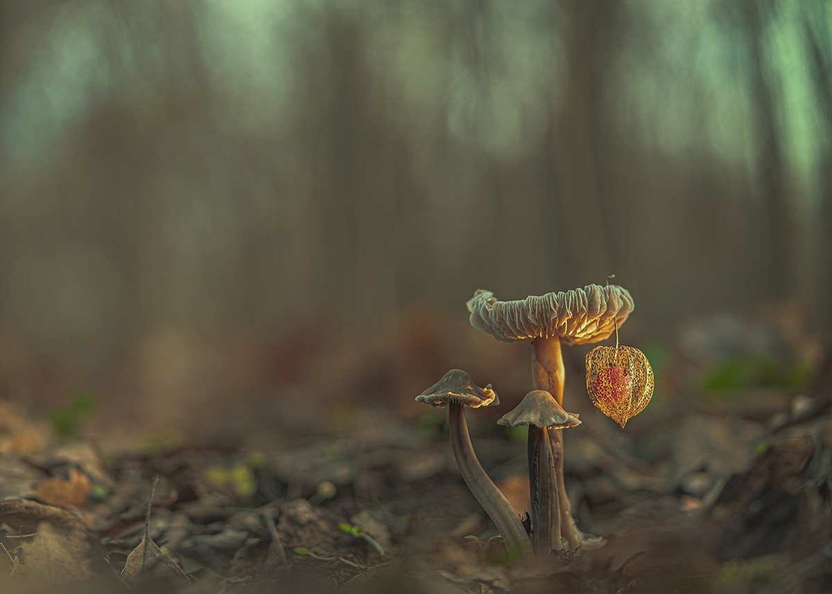 осень, лес, грибы, макро, Рябов Игорь