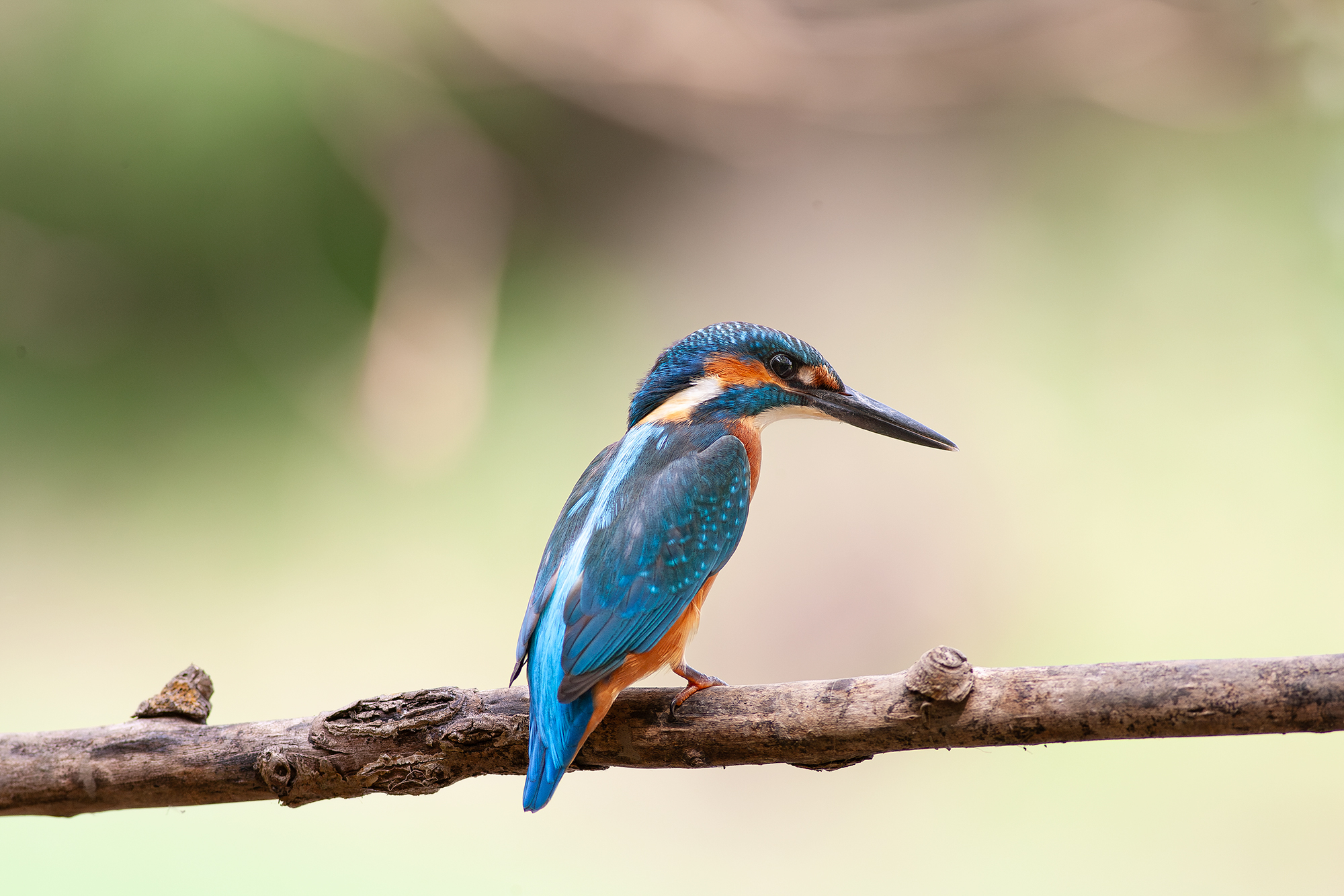 , Ангелов Андрей