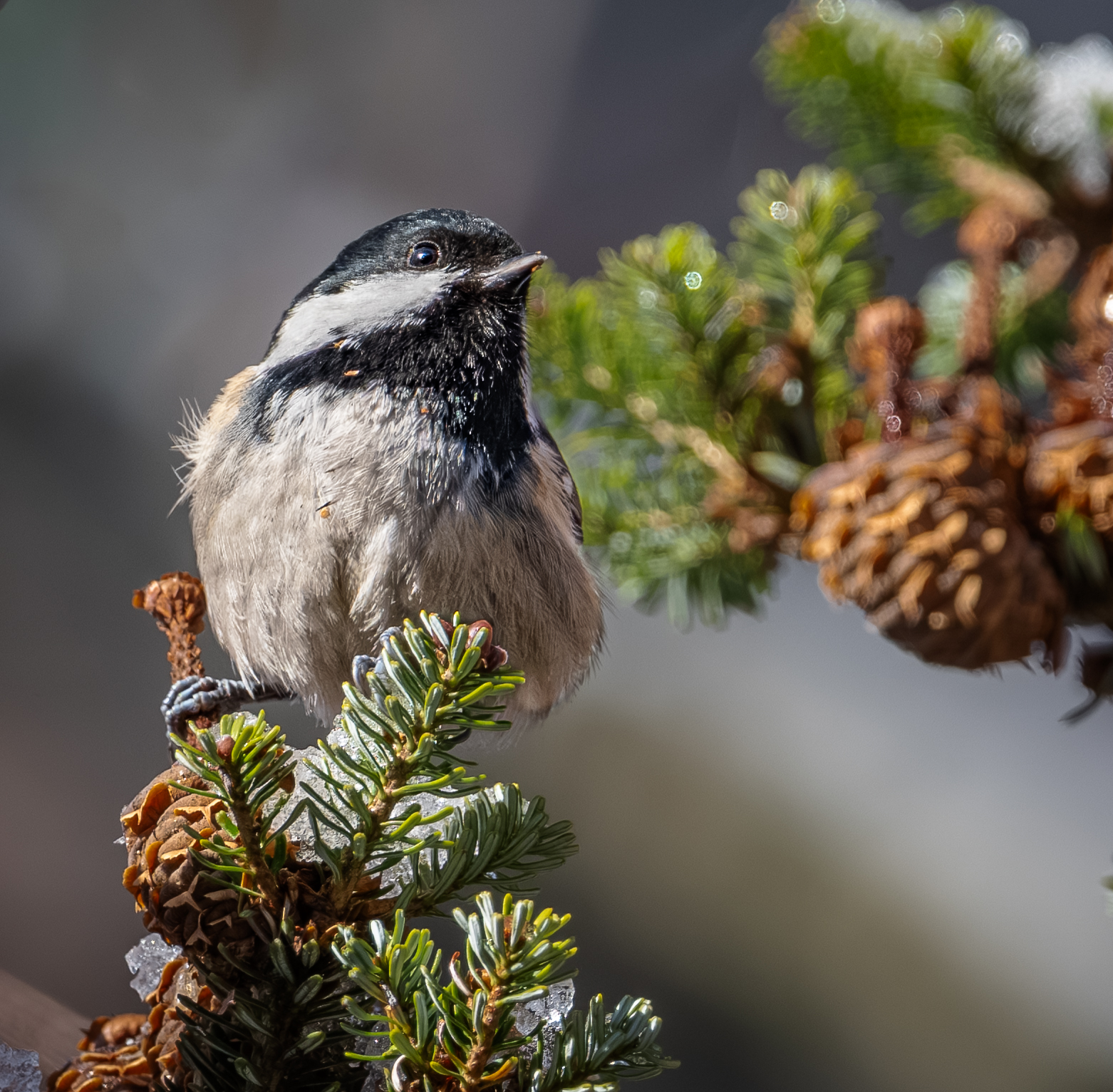 , Курлянцев Алексей