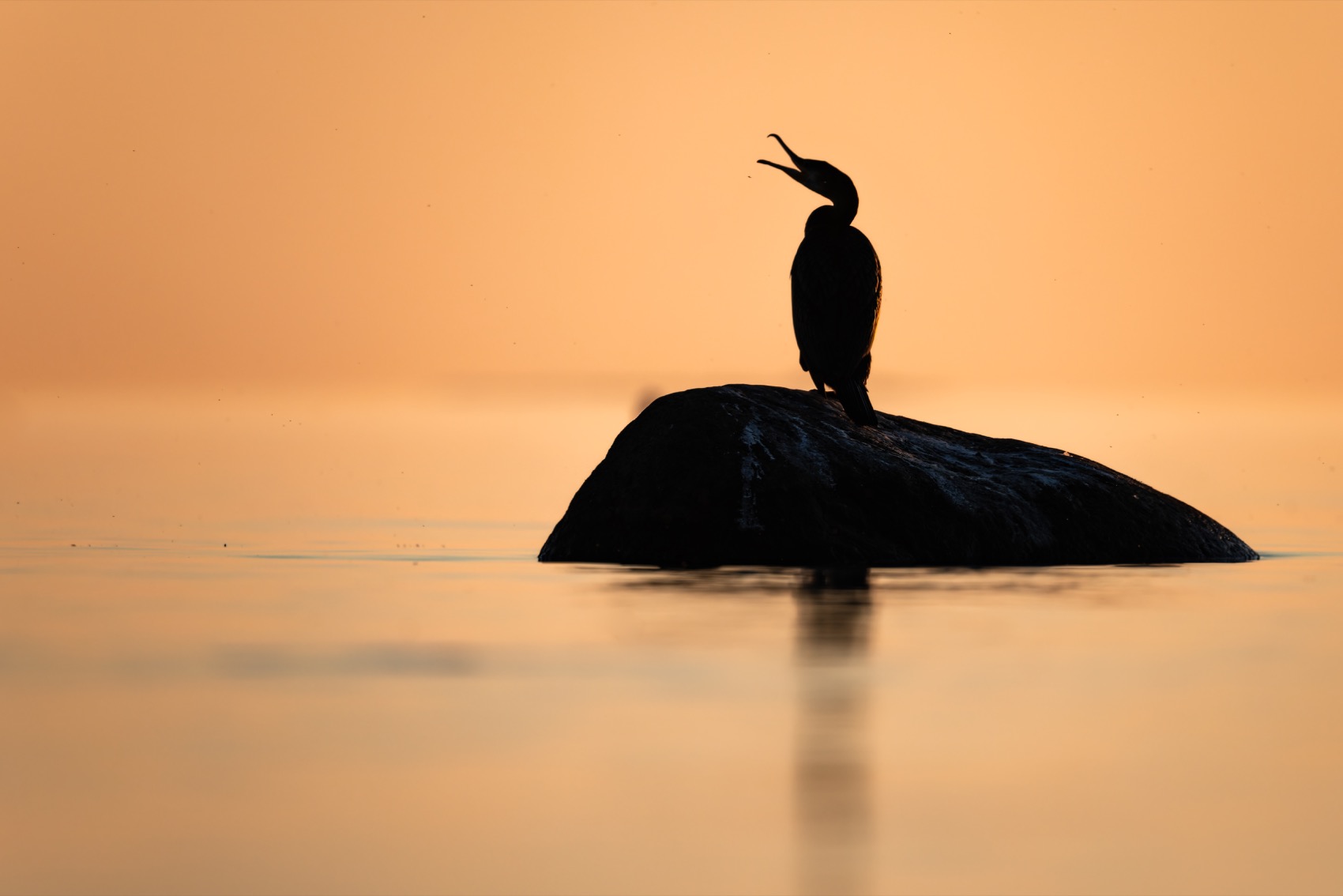 баклан, балтика, финский залив, птицы, Ruslan Pl