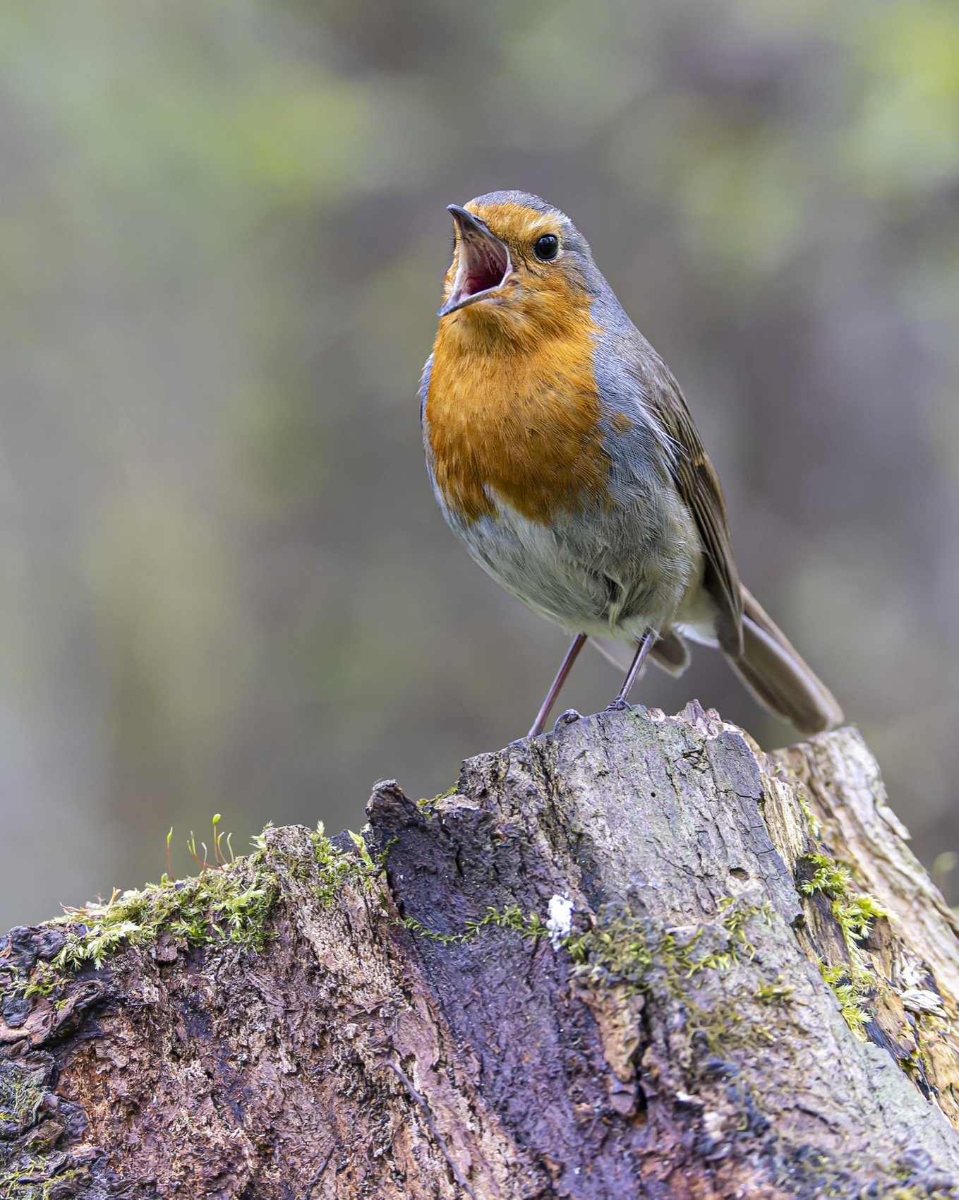 зарянка, птицы, малиновка, Ruslan Pl