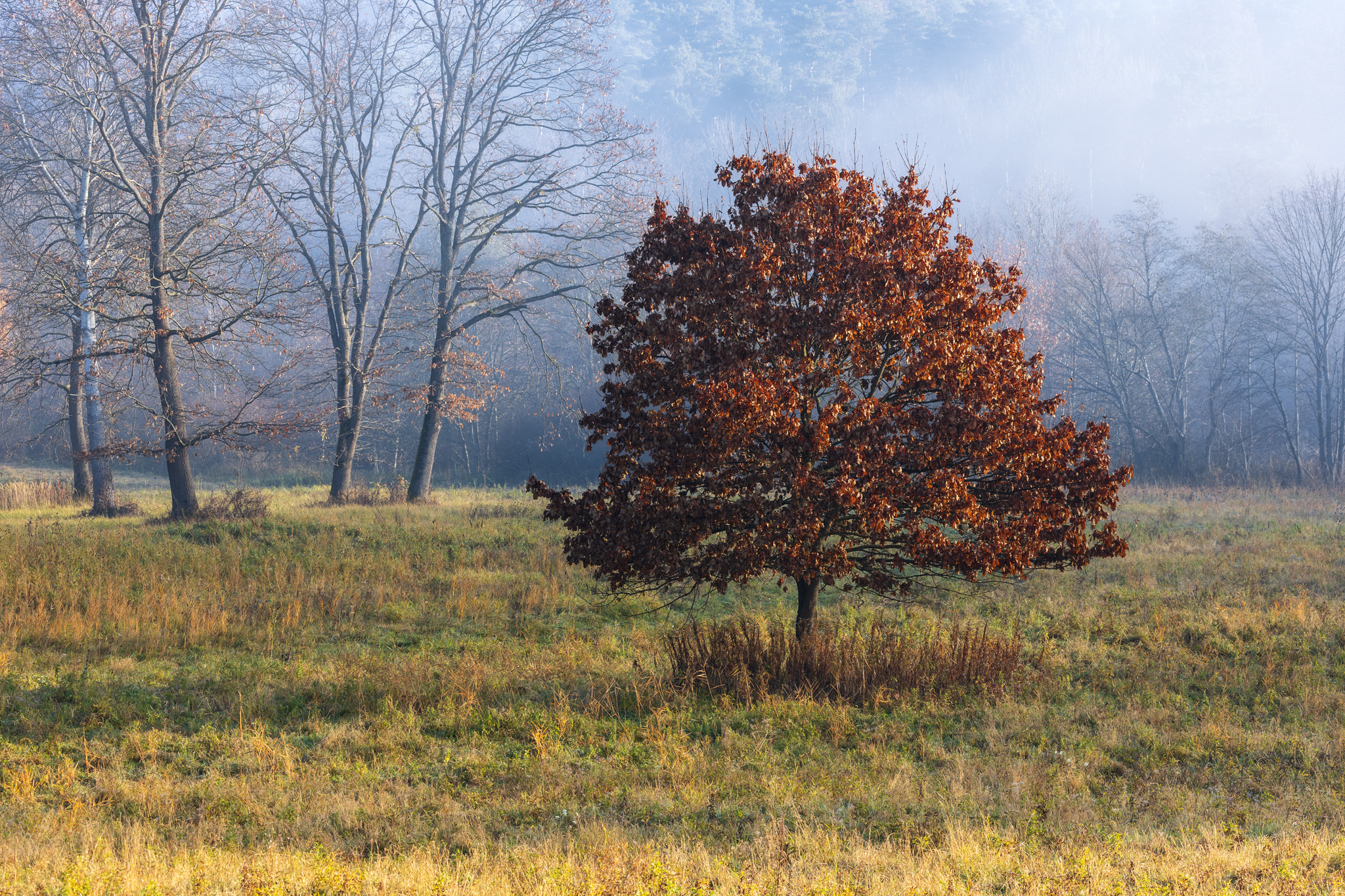 ,  Mirosław Pruchnicki