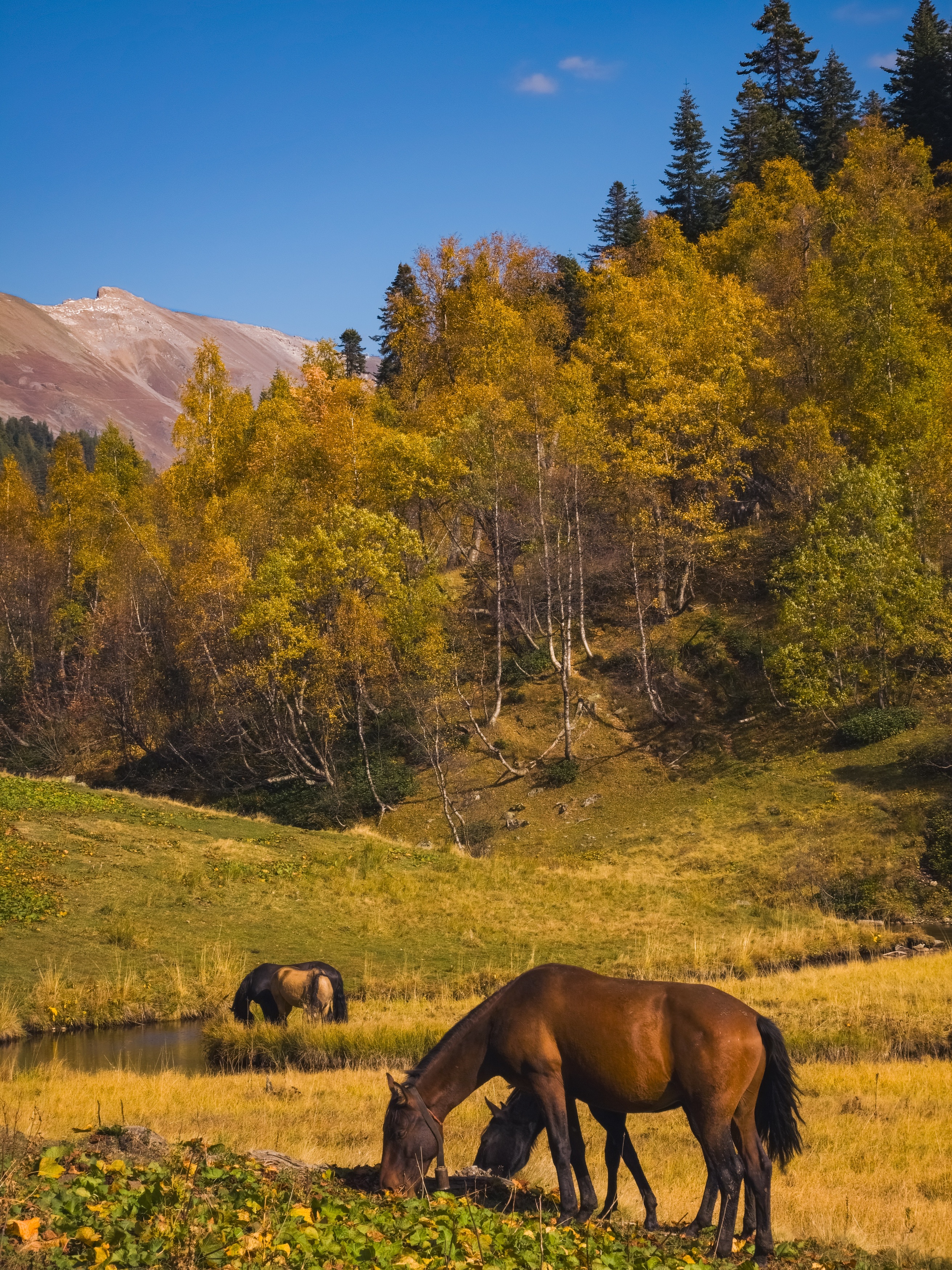 , Игорь Кабанов
