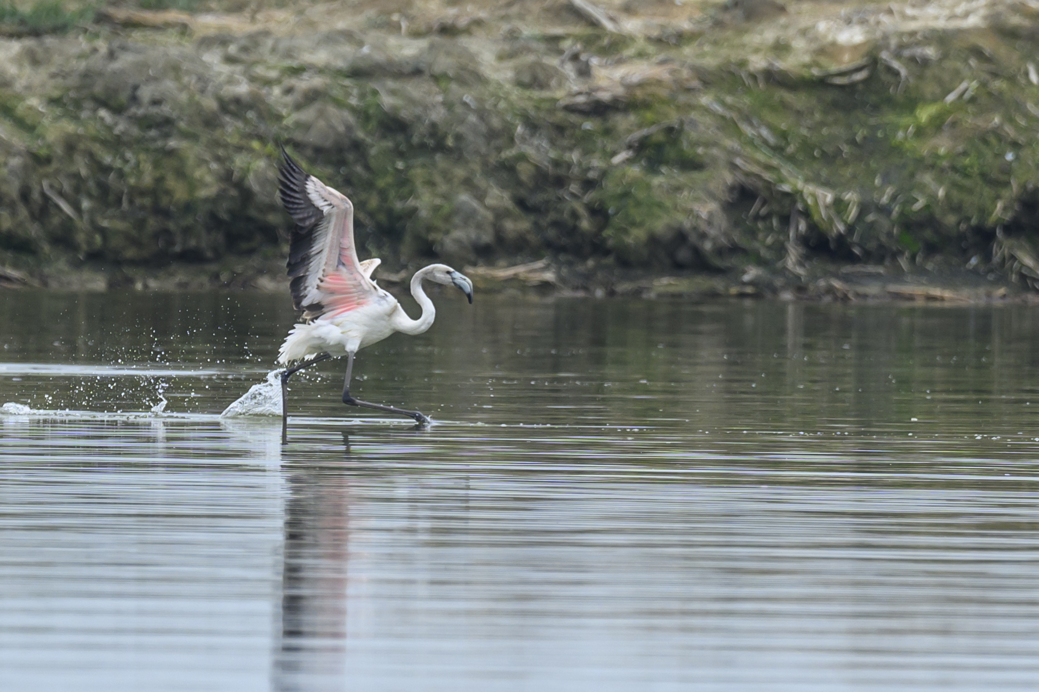 , Пупонин Сергей