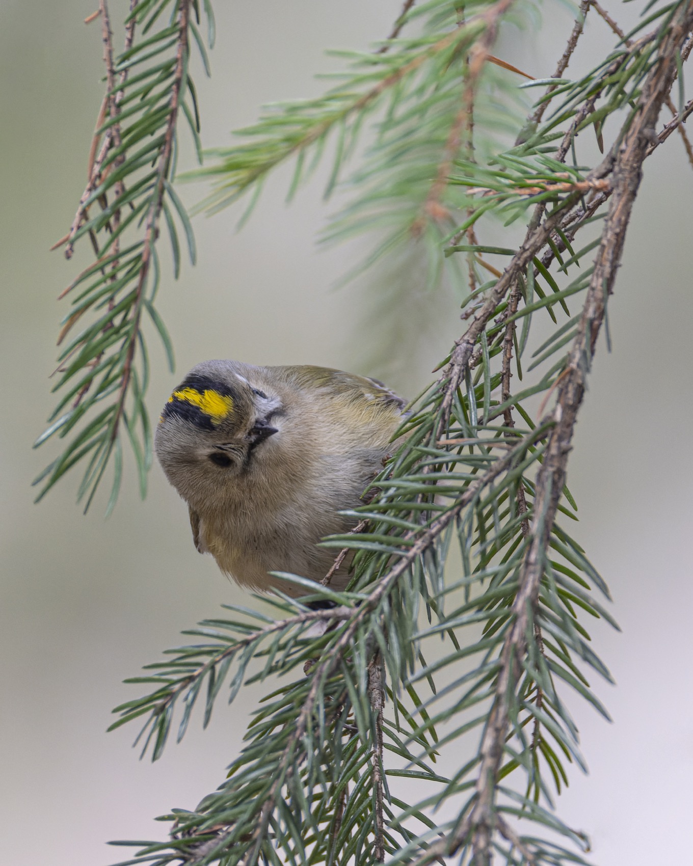 желтоголовый королек, королек, птицы, Ruslan Pl