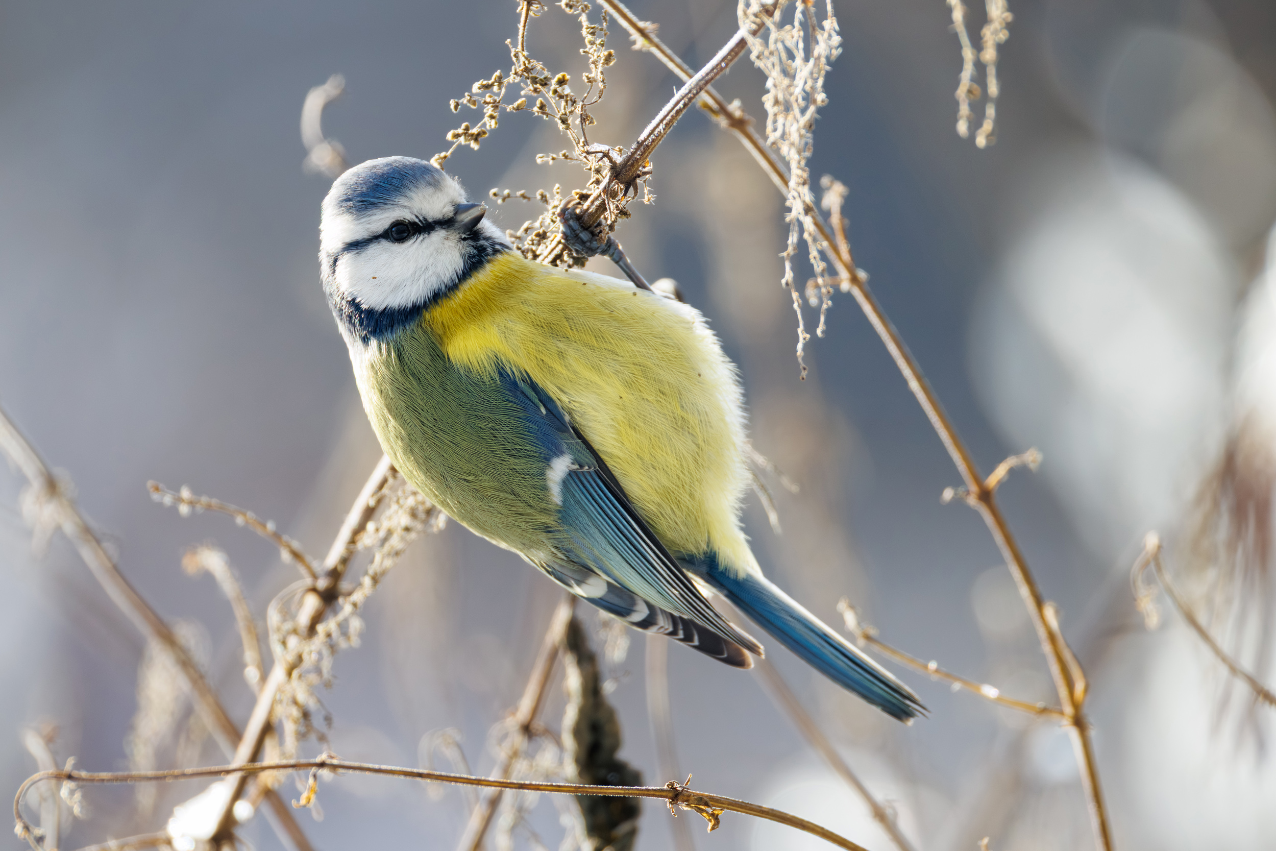 , ssmirs Сергей