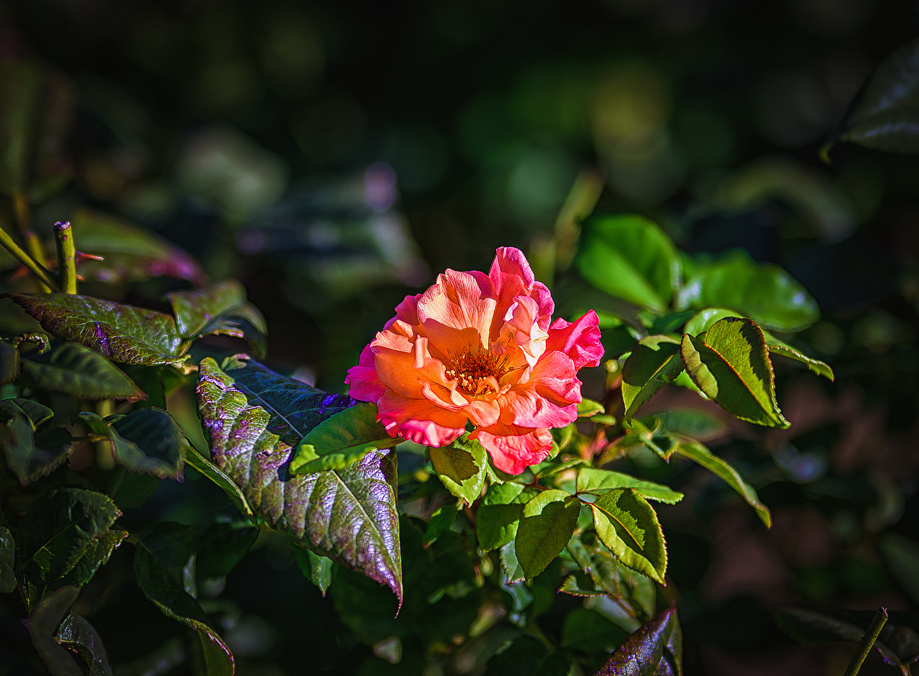 , Владимир Гамаюнов