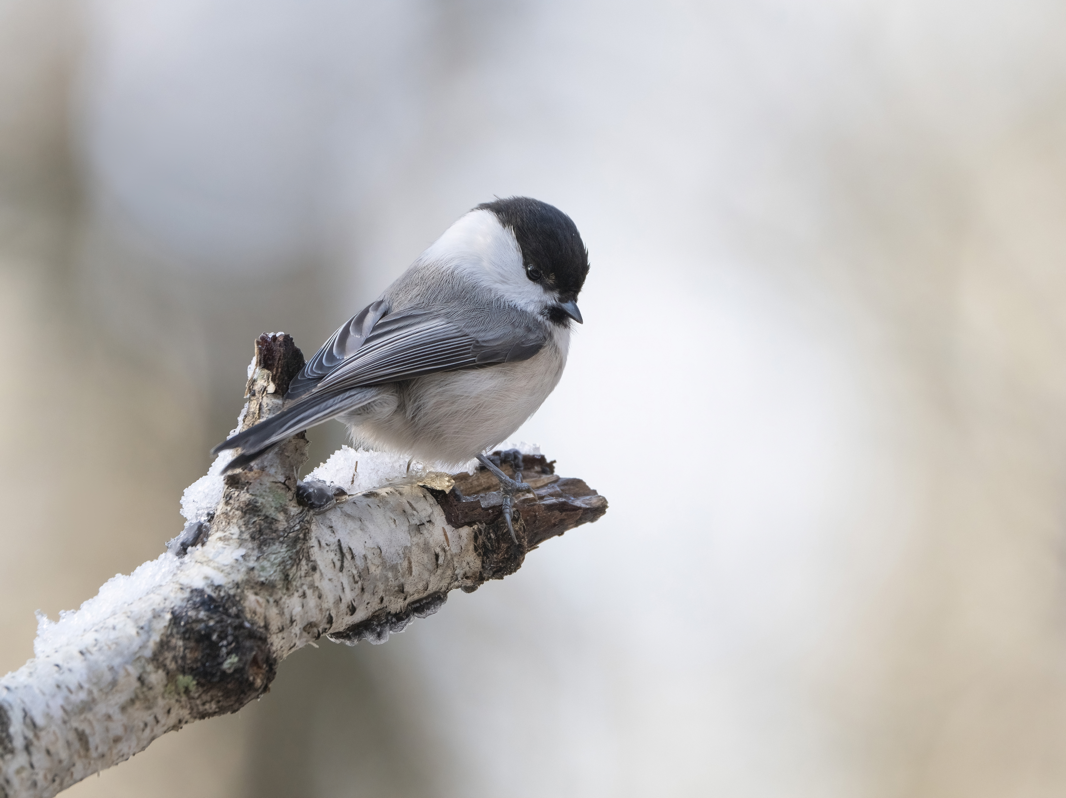 птицы,природа, осень, Андрей Киселёв