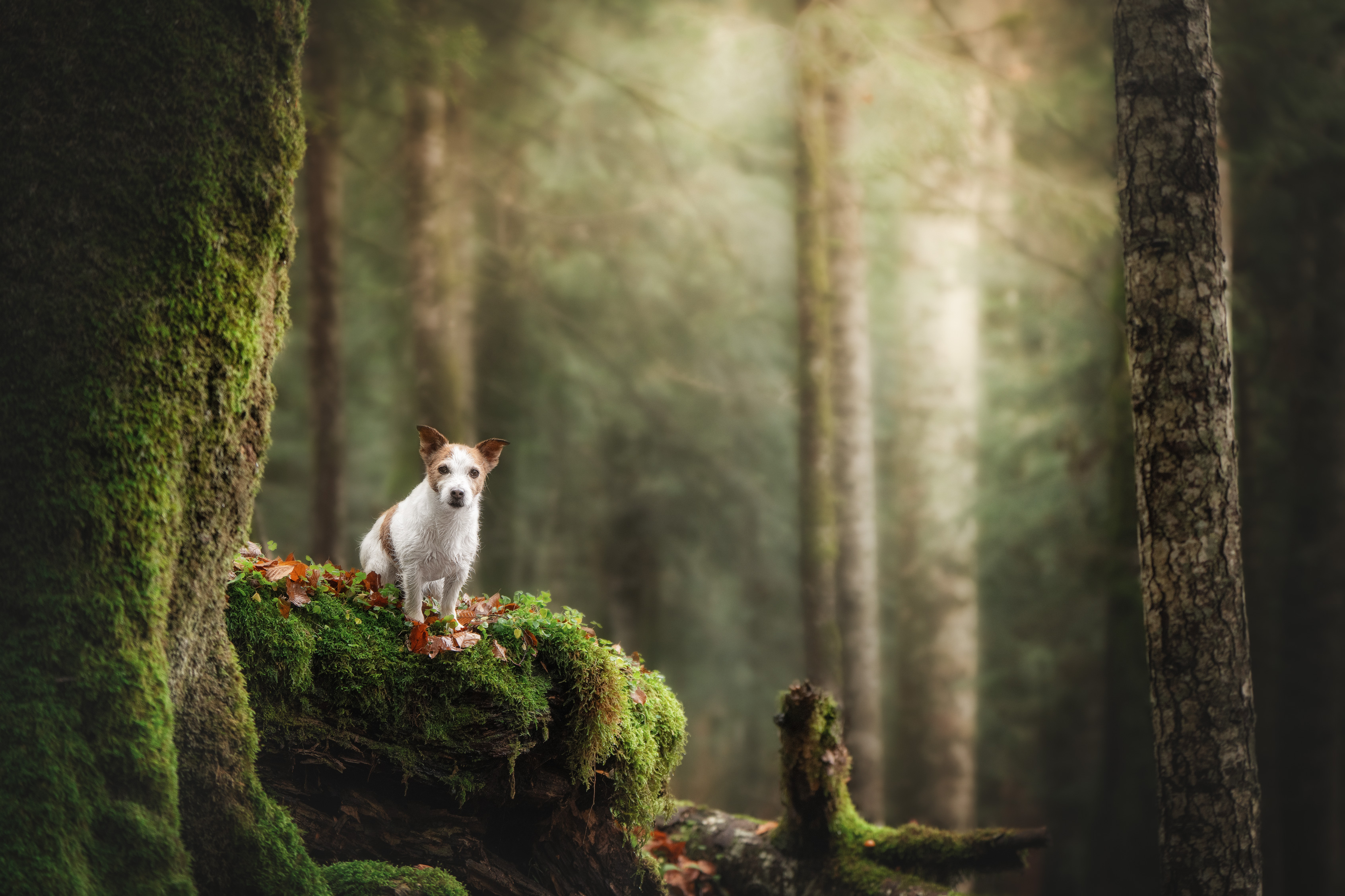 , Андрианова Ирина