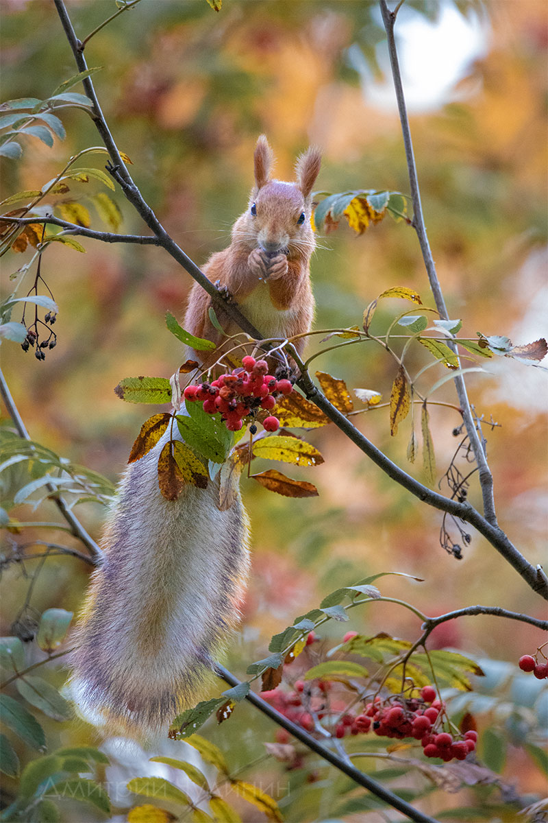 , Чудинин Дмитрий