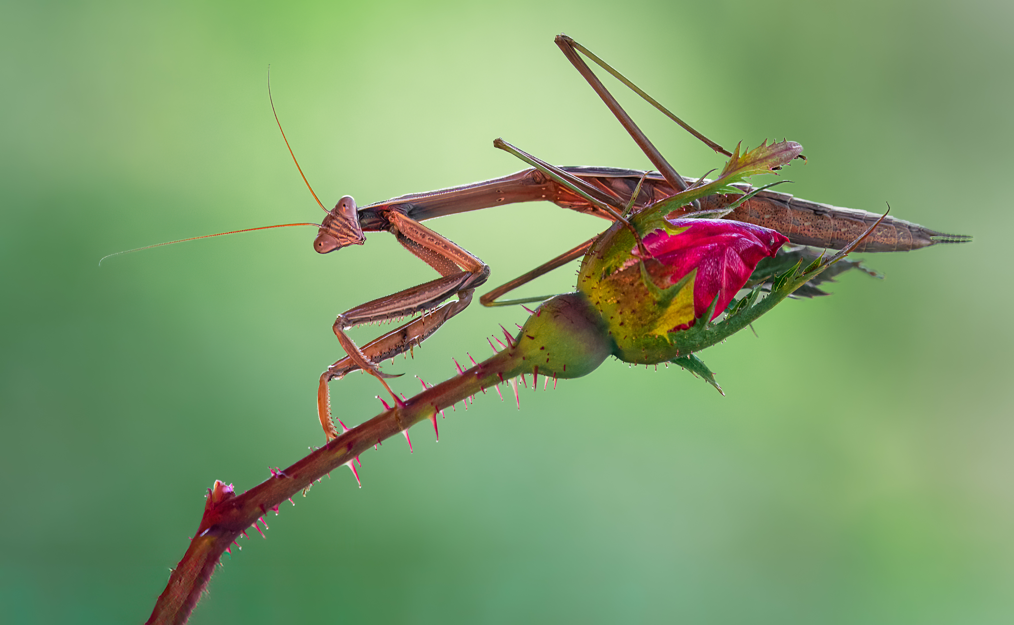 mantis, praying mantis, insect, bug, macro, branch, sunset, nature, wild, moody, dusk,, Atul Saluja