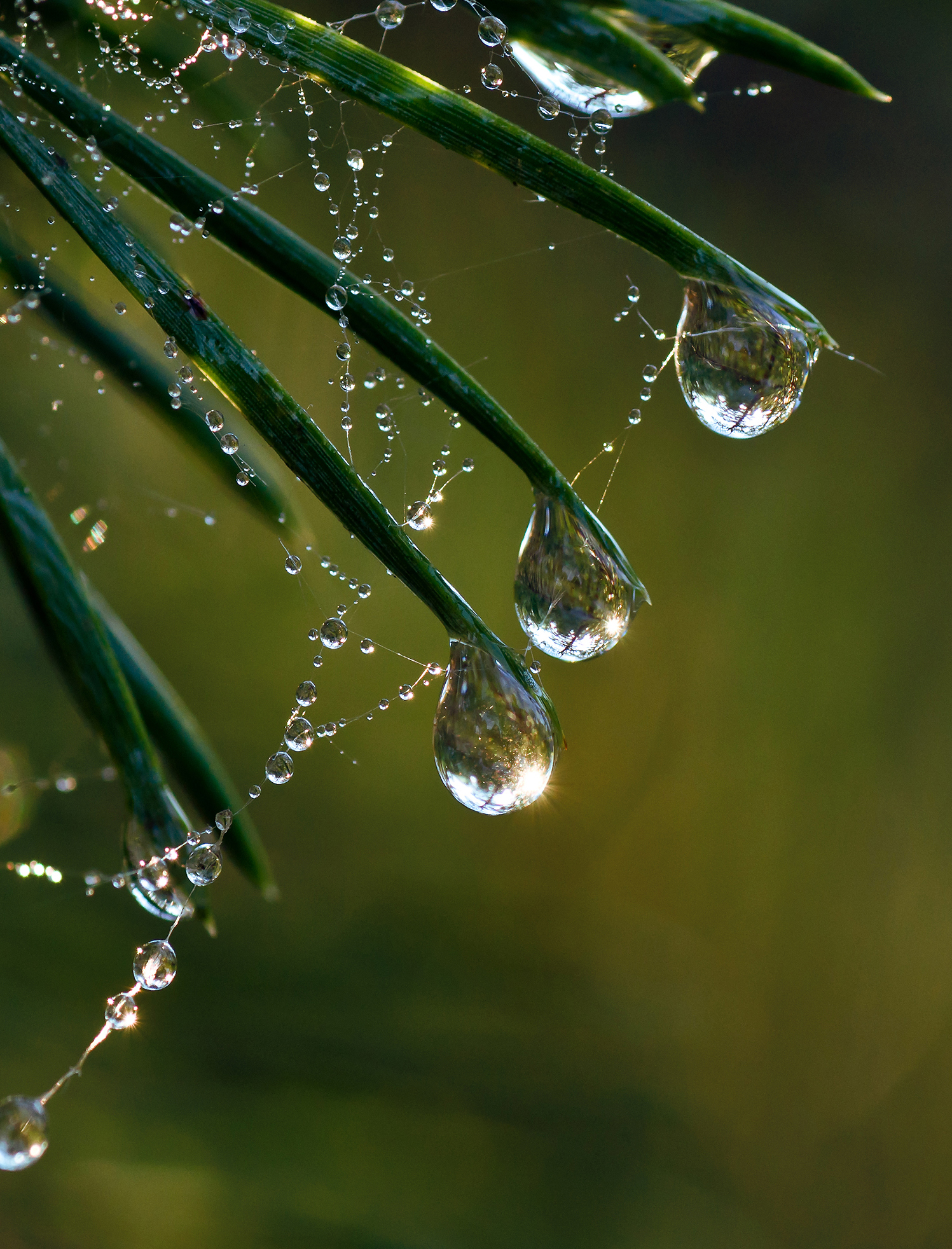 Вода, Роса, иголки, ель, макро, Kudryavtsev Pavel