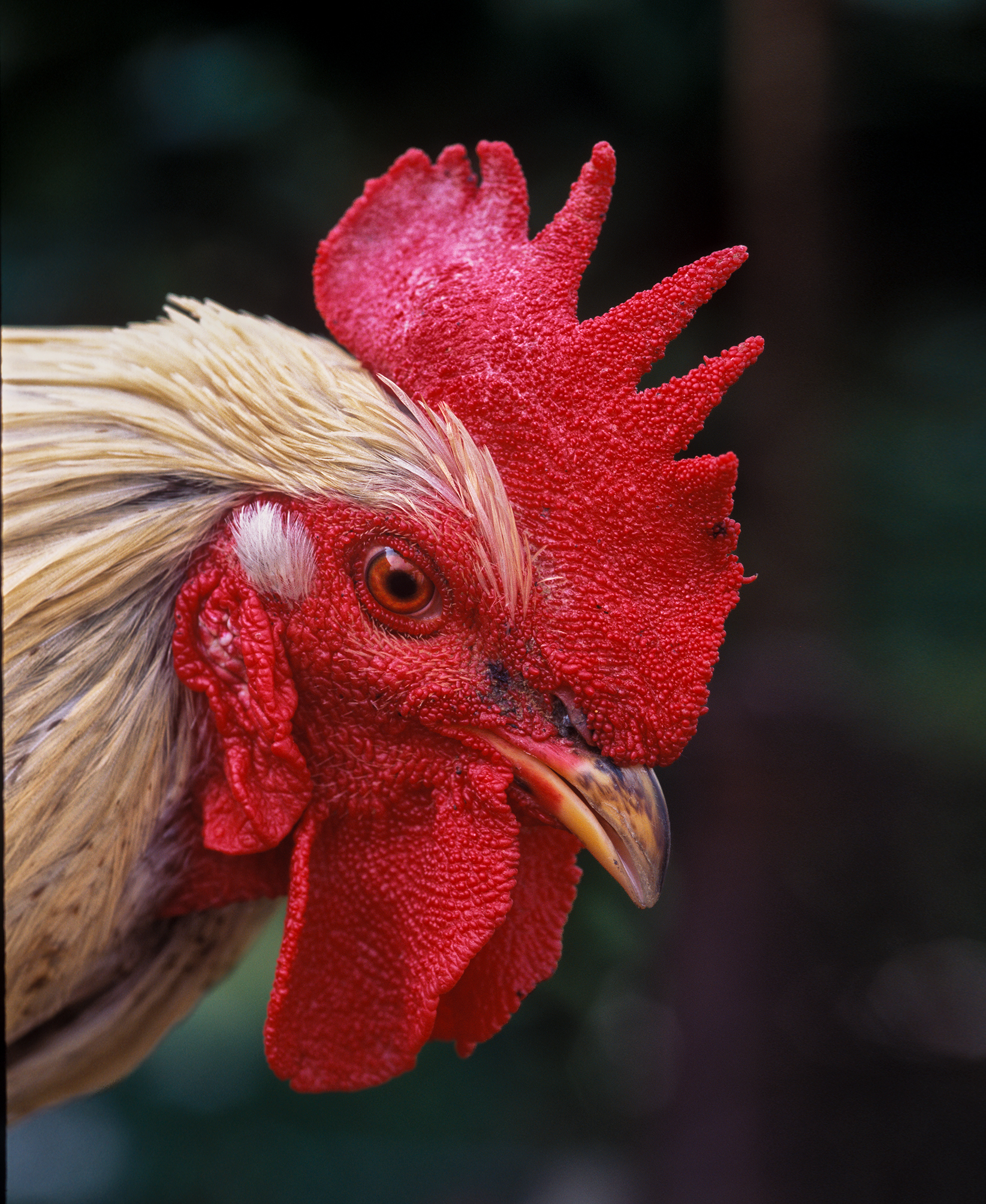 , Геннадий Литвинов