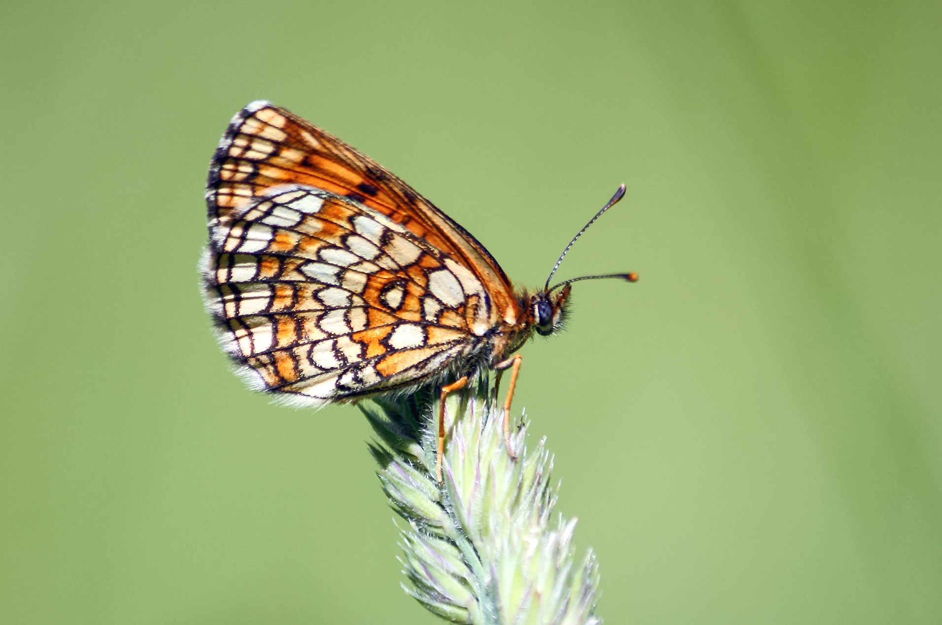 бабочка, шашечница, шашечница аталия, шашечница аталия, melitaea athalia, КарОл