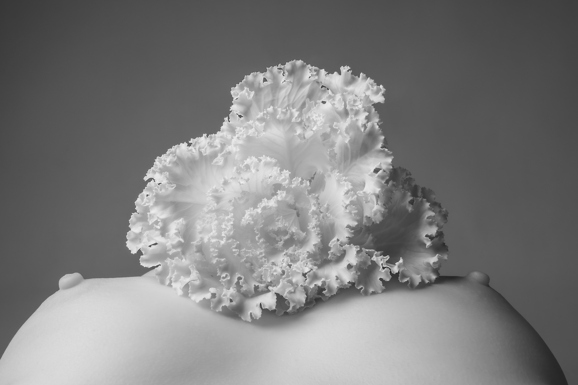 Brassica, брассика, декоративная капуста, ботаника, nude botanica, инфракрасная фотография, Куликов Иван