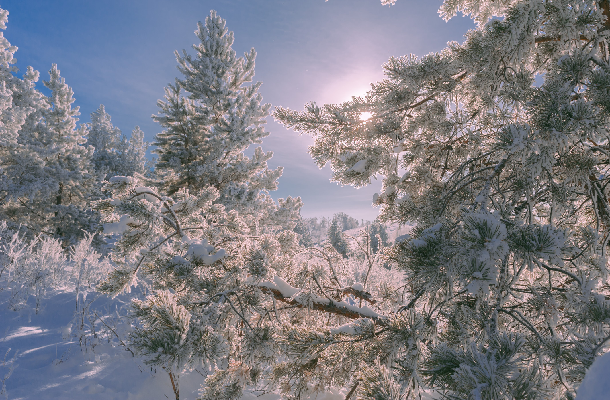 , Шустиков Дмитрий