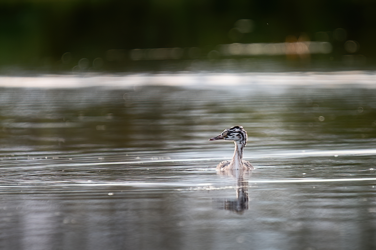 чомга, птица, птенец, поганка, большая поганка, Anton
