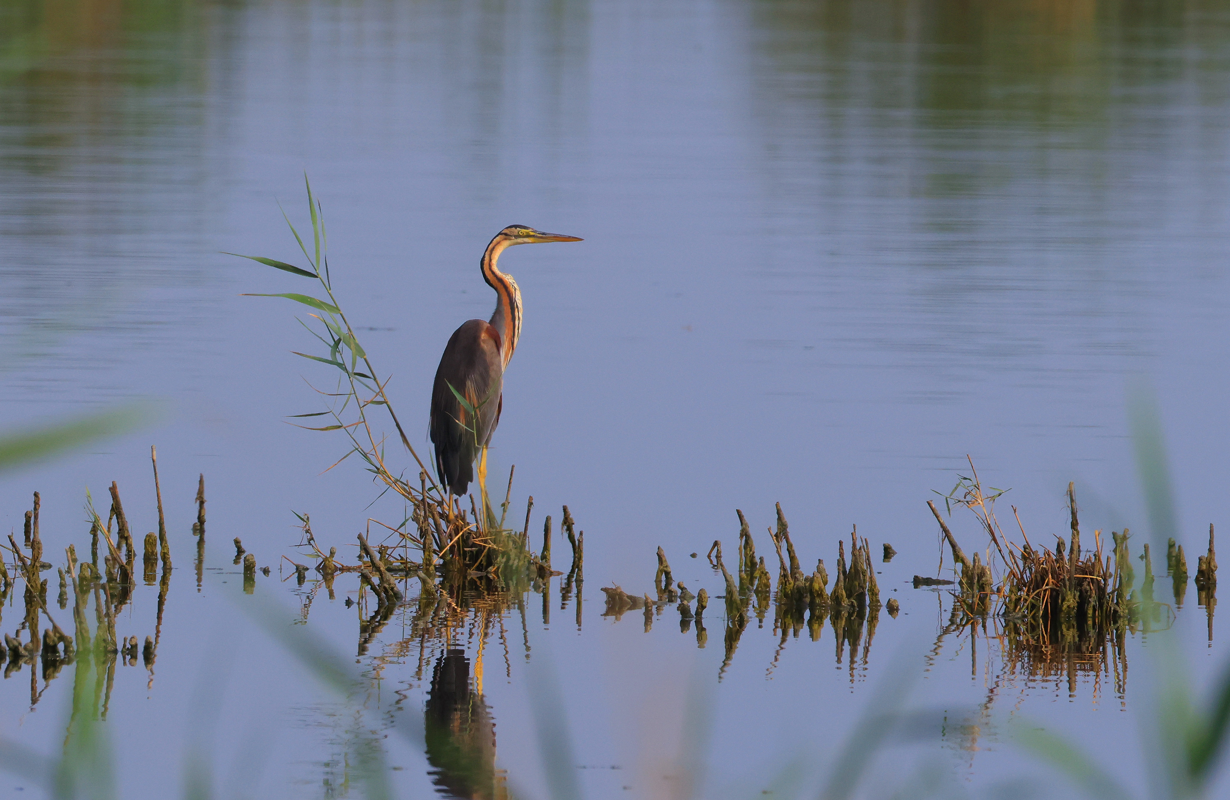 цапля,озеро,аджи,папас,дагестан,, Magov Marat