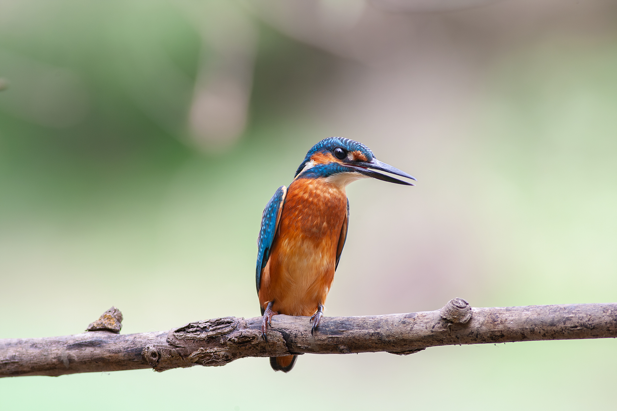 , Ангелов Андрей