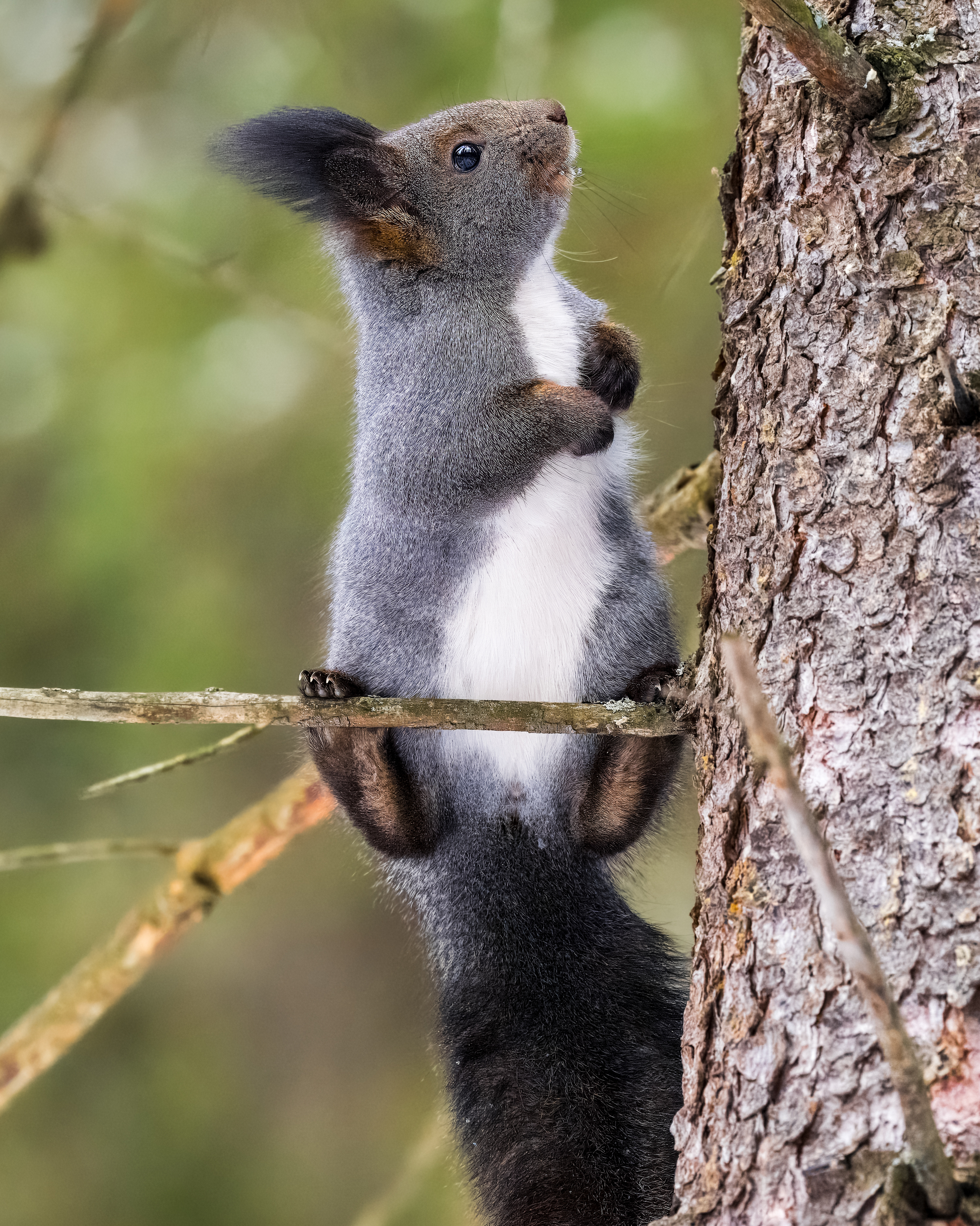 белка, животные, Екатерина Дубровская