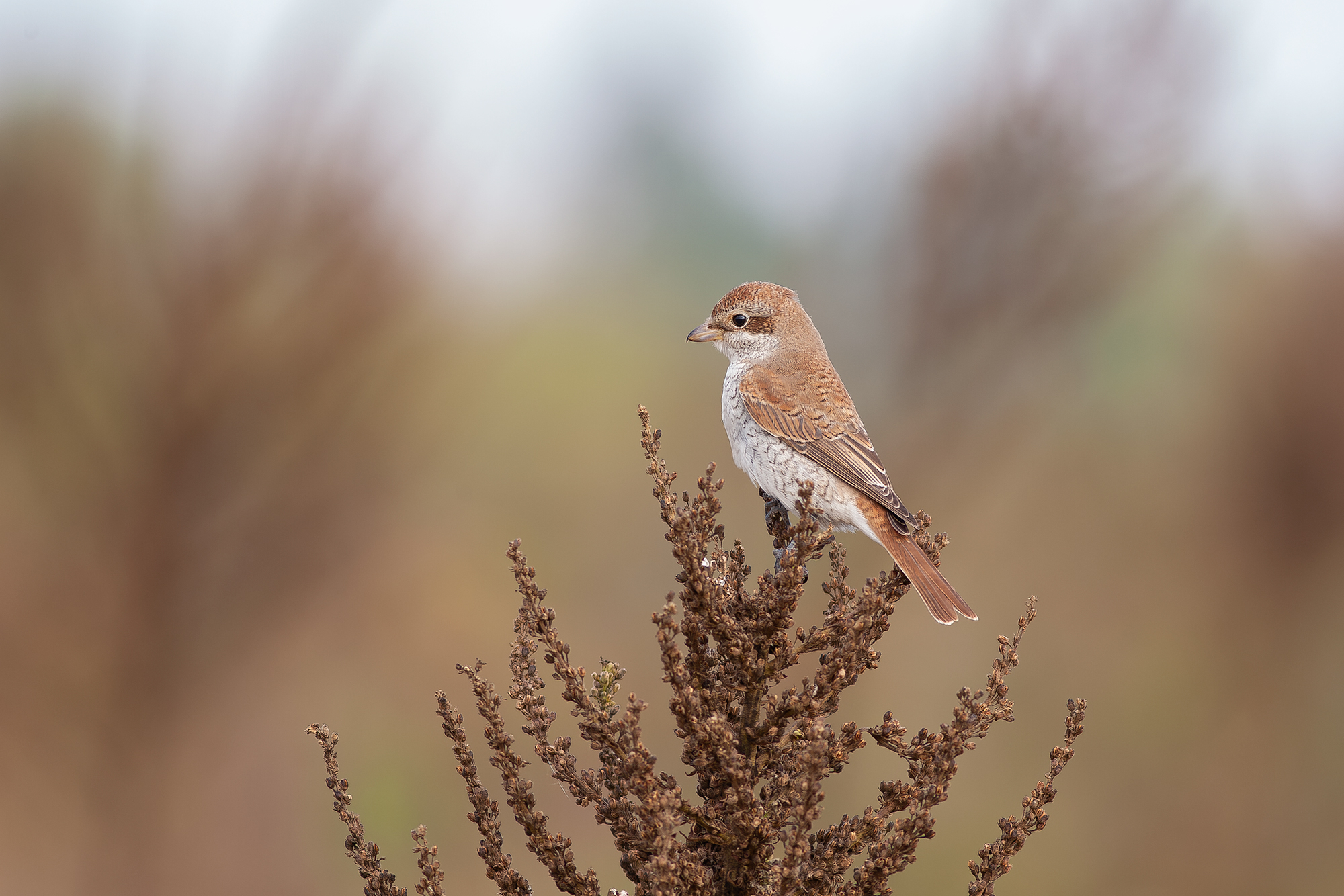 , Ангелов Андрей