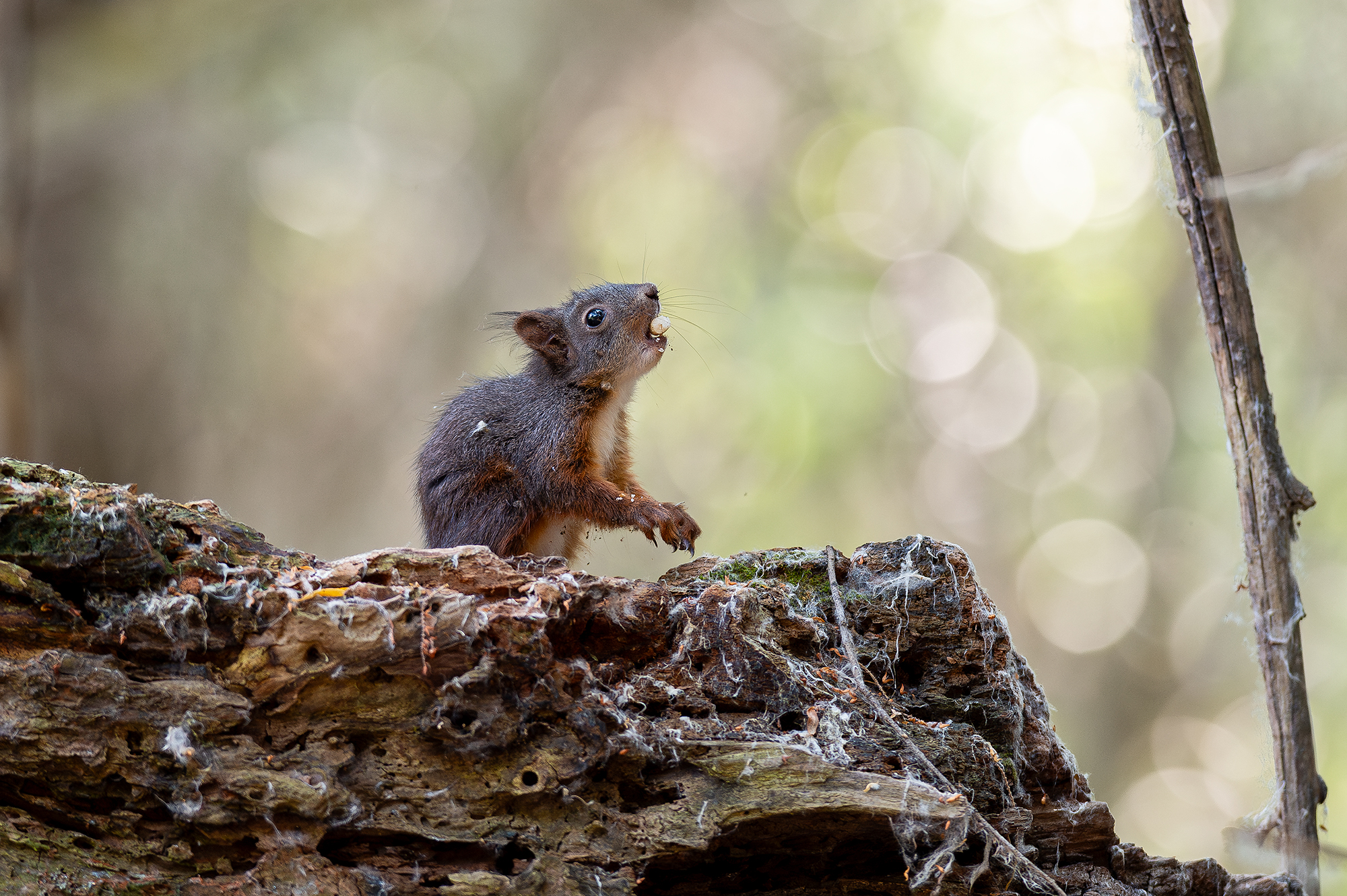 , Ангелов Андрей