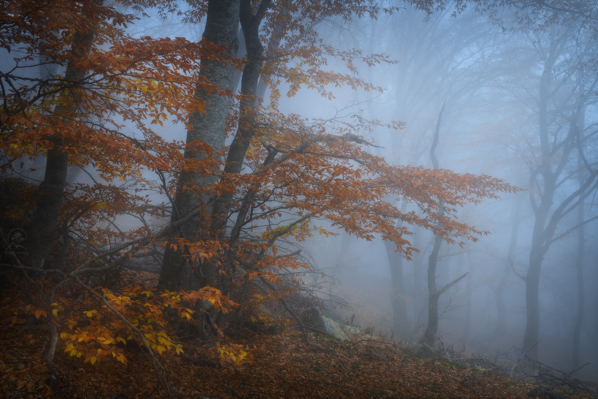 крым, осень, лес, демерджи, туман, фототур по крыму осенью, Гордиенко Анатолий