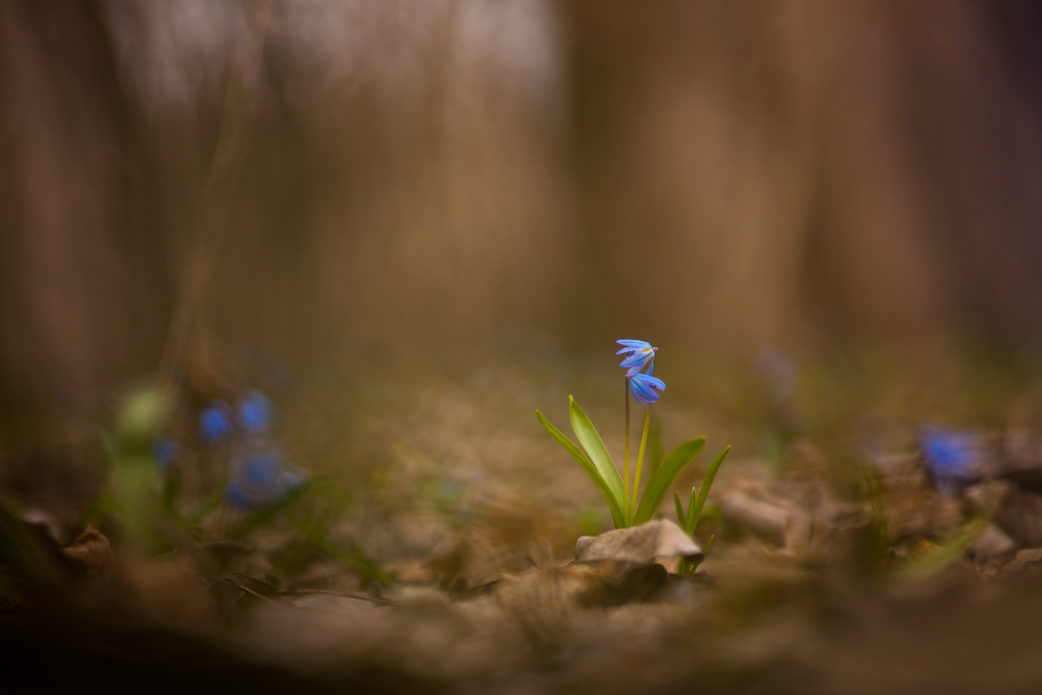 , Викулов Николай